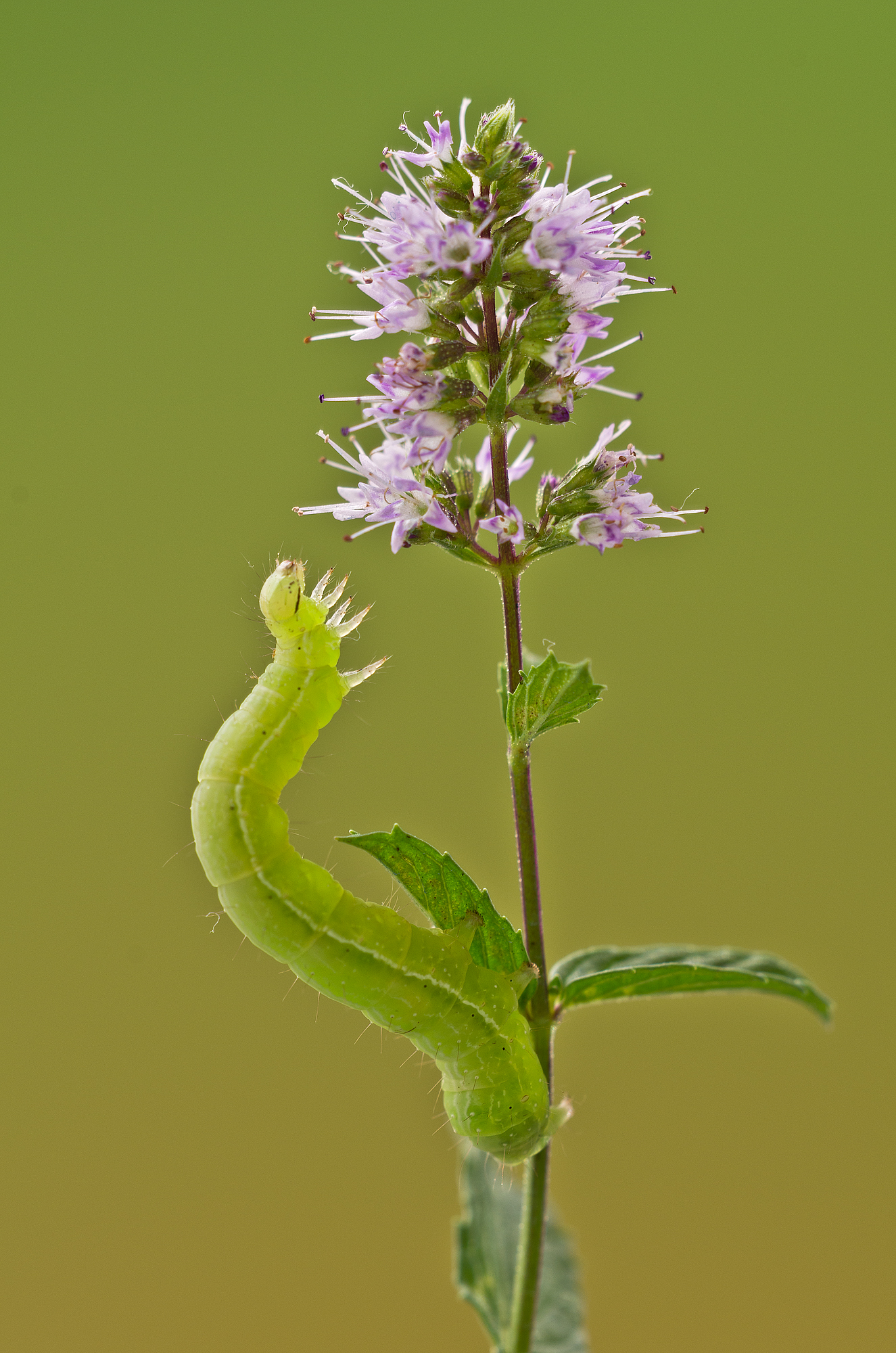 Autographa gamma(Linnaeus, 1758) - Noctuidae