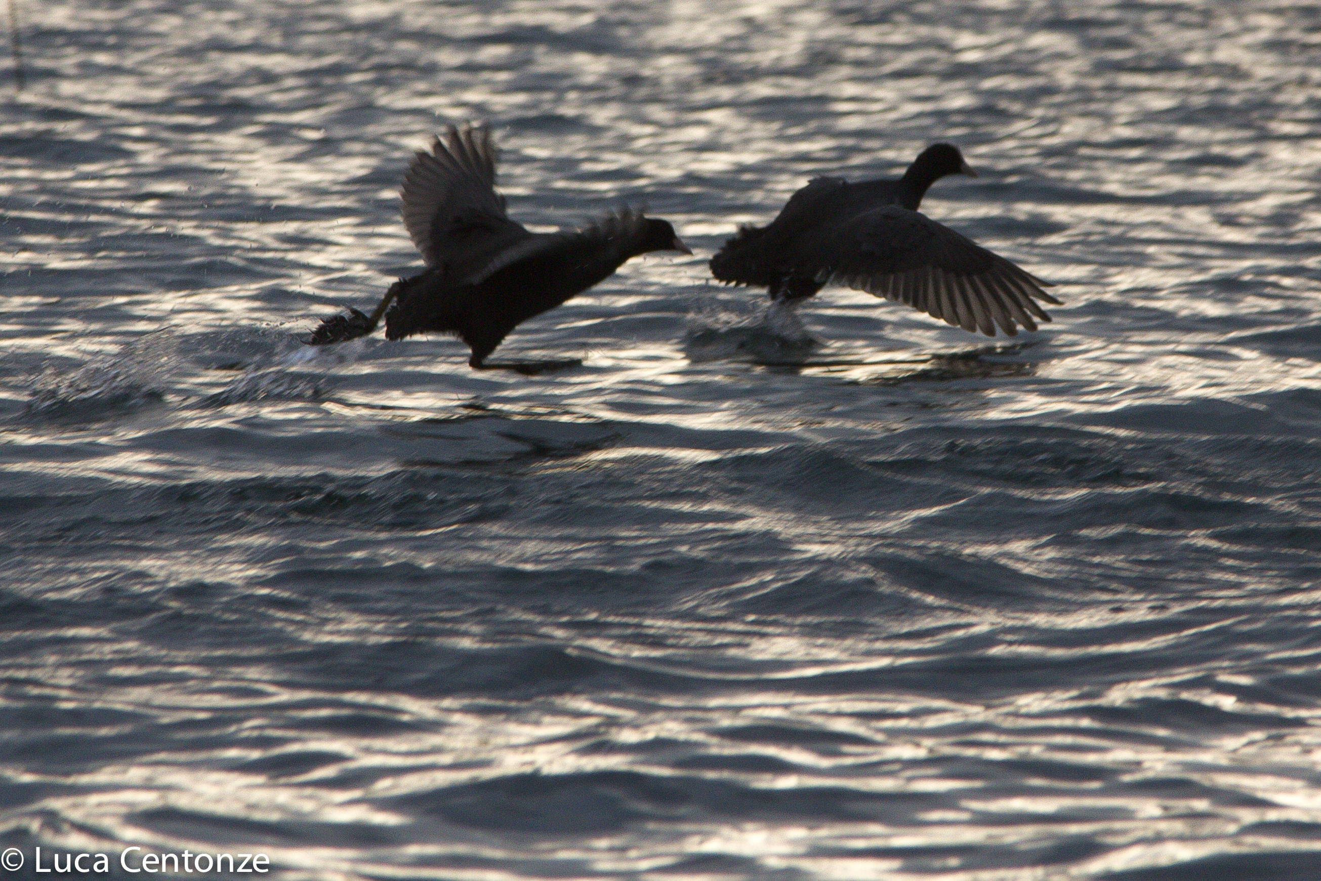 La danza delle Folaghe