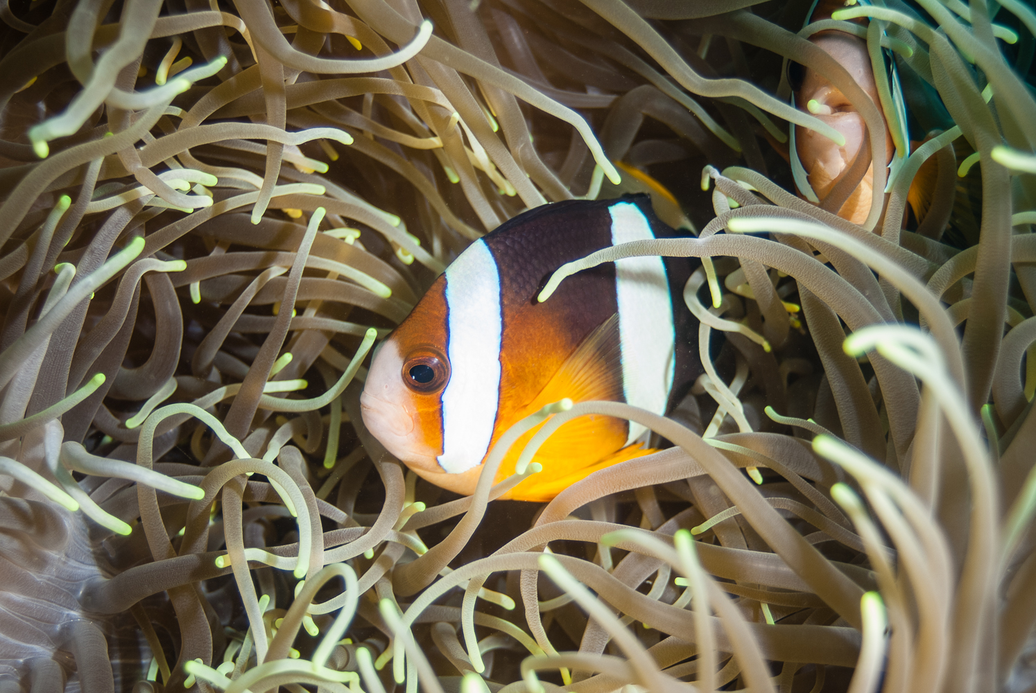 amphiprion clarkii