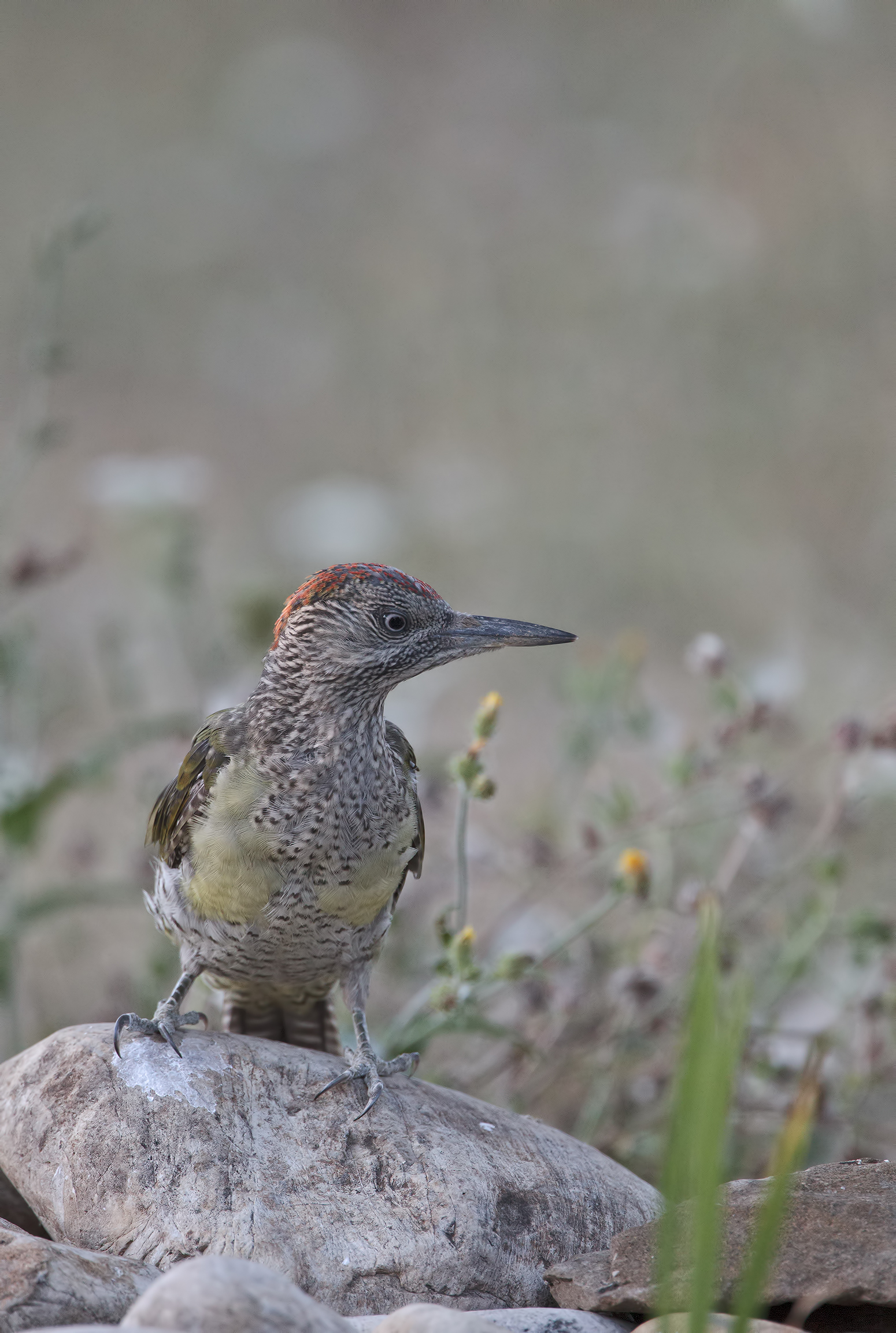 Green Woodpecker