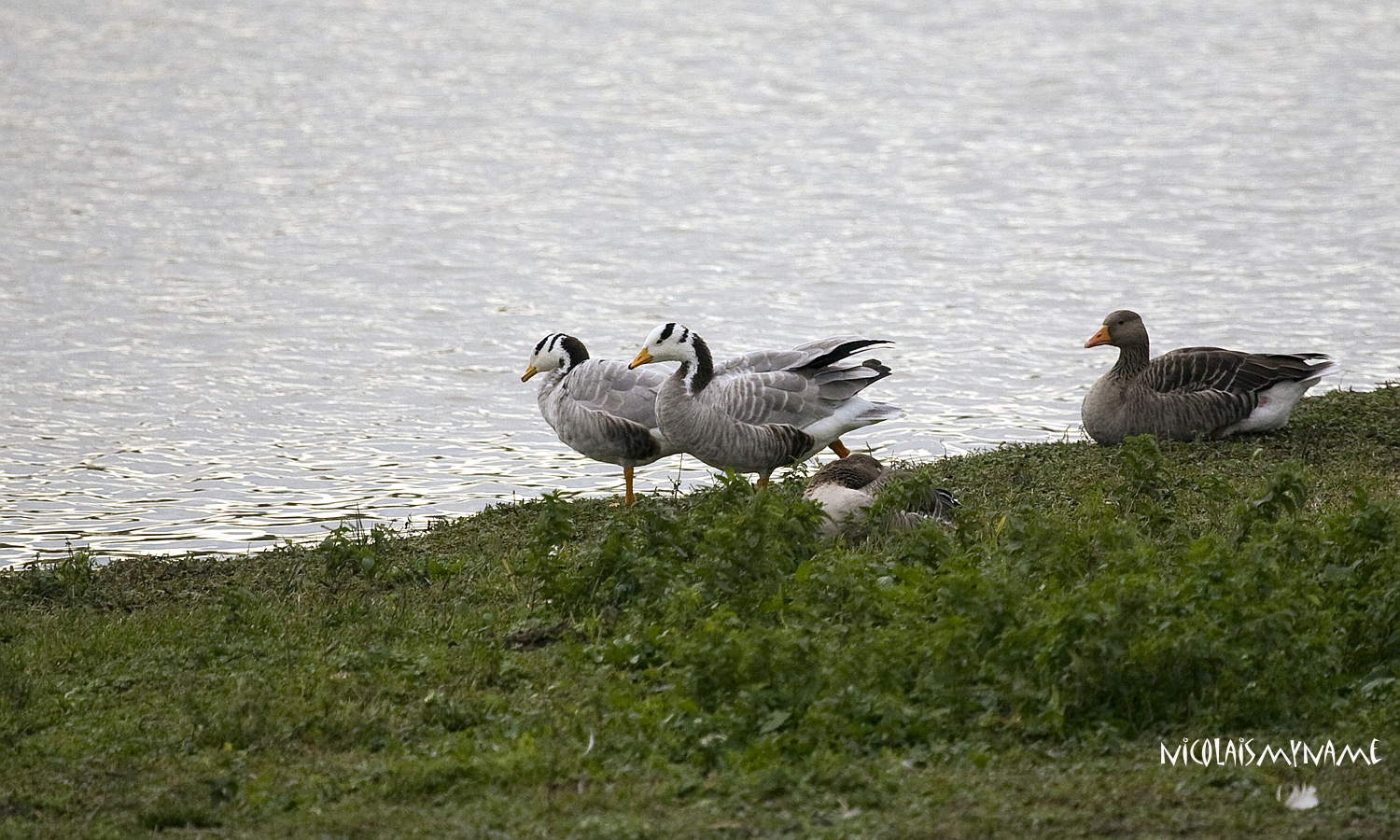 Anser indicus (oca indiana) - Isola della Cona