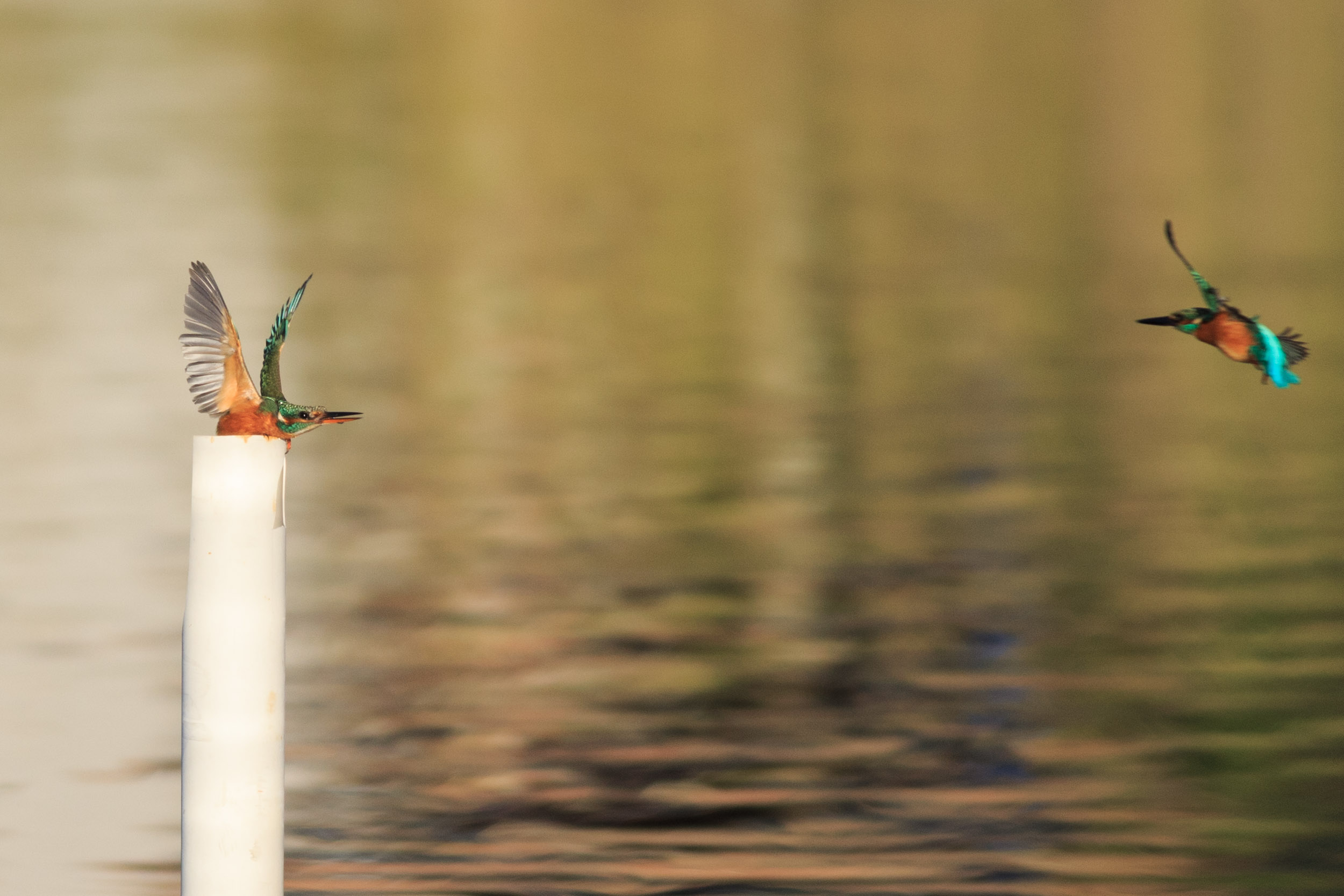 two quarrelsome Kingfisher