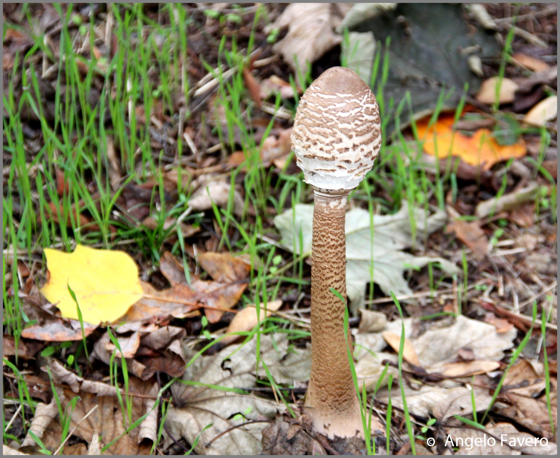 Parasol (Parasol mushroom)