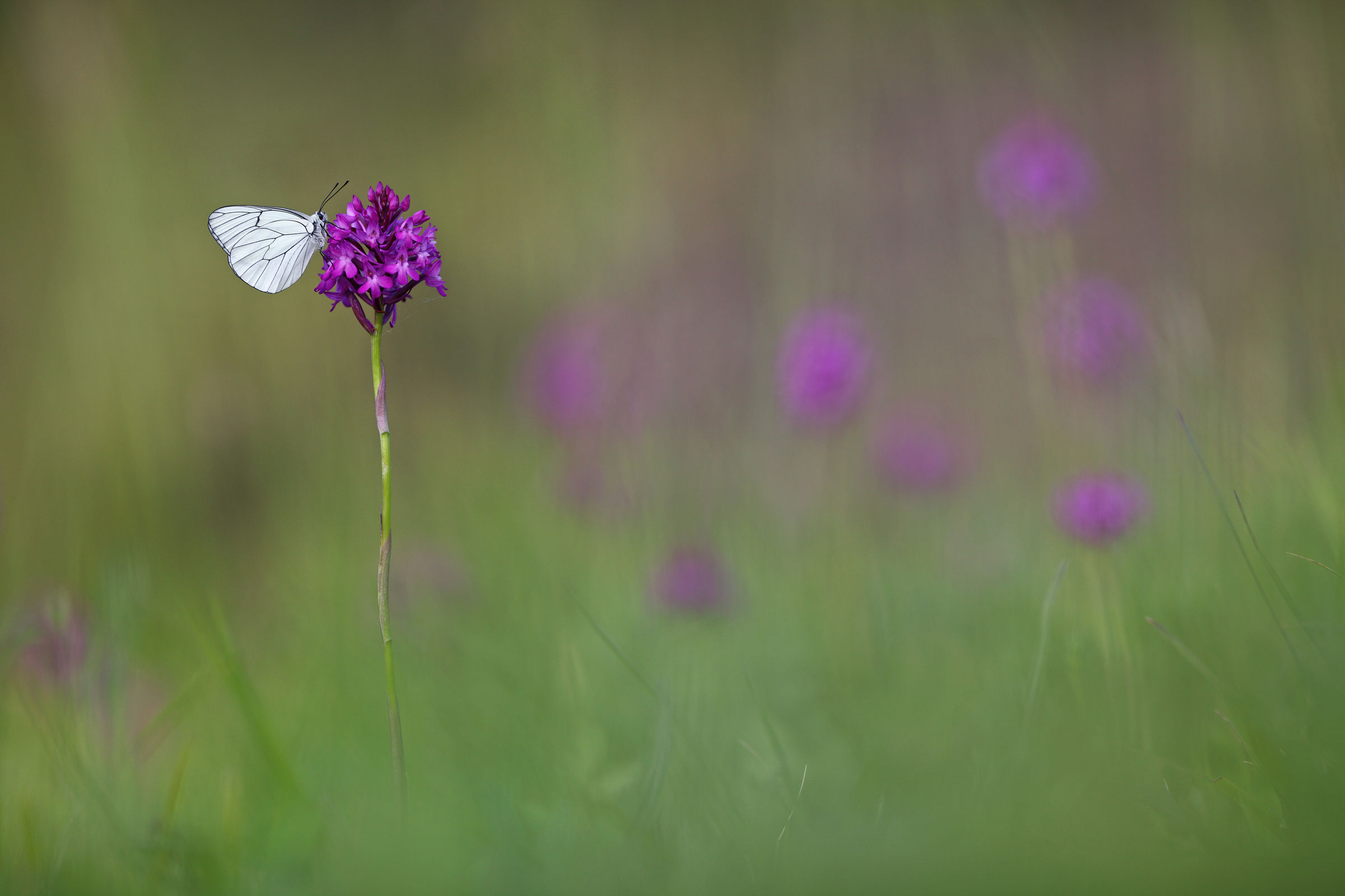 Anacamptis pyramidalis with Aporia crataegi