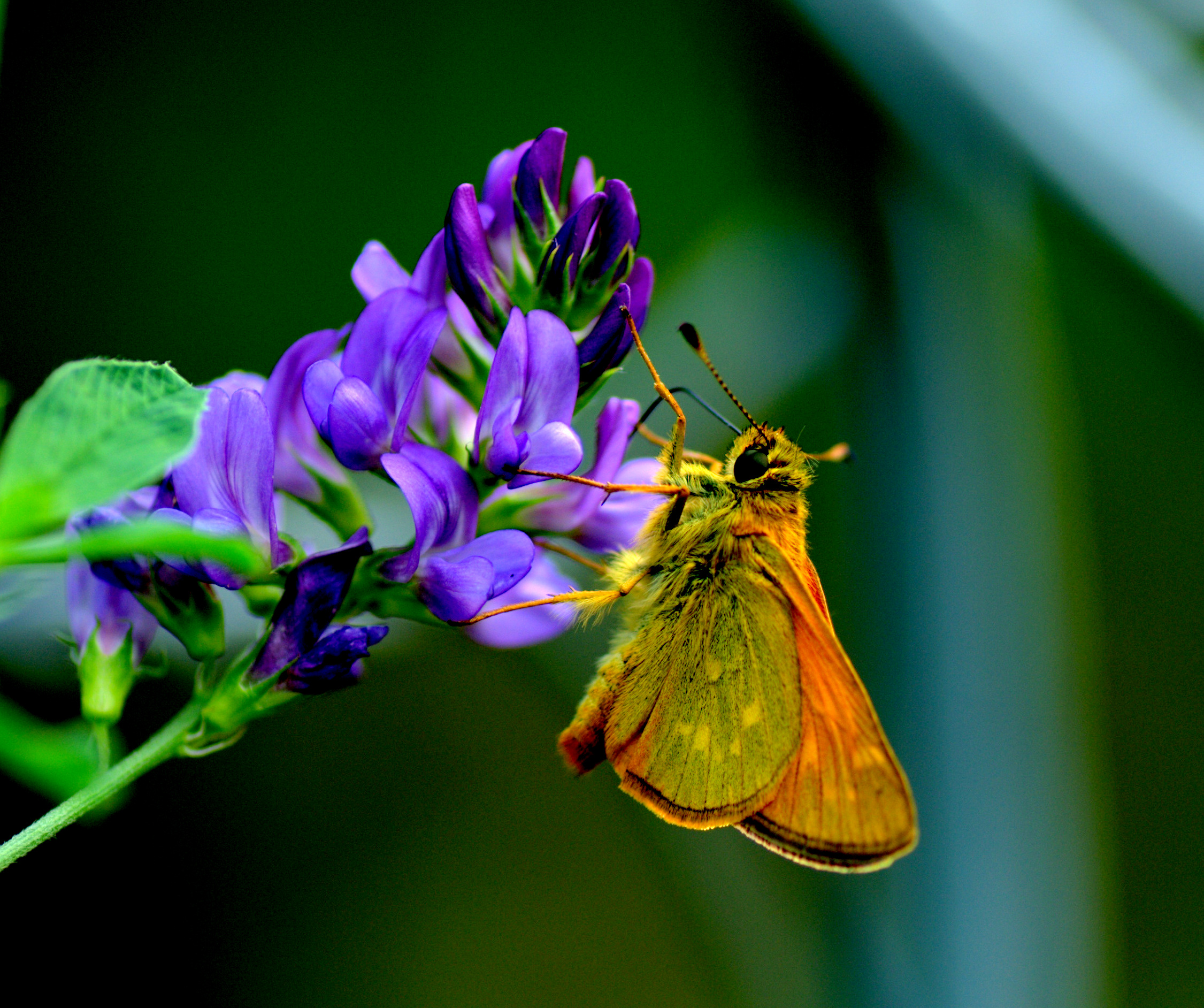 farfalla su fiore viola
