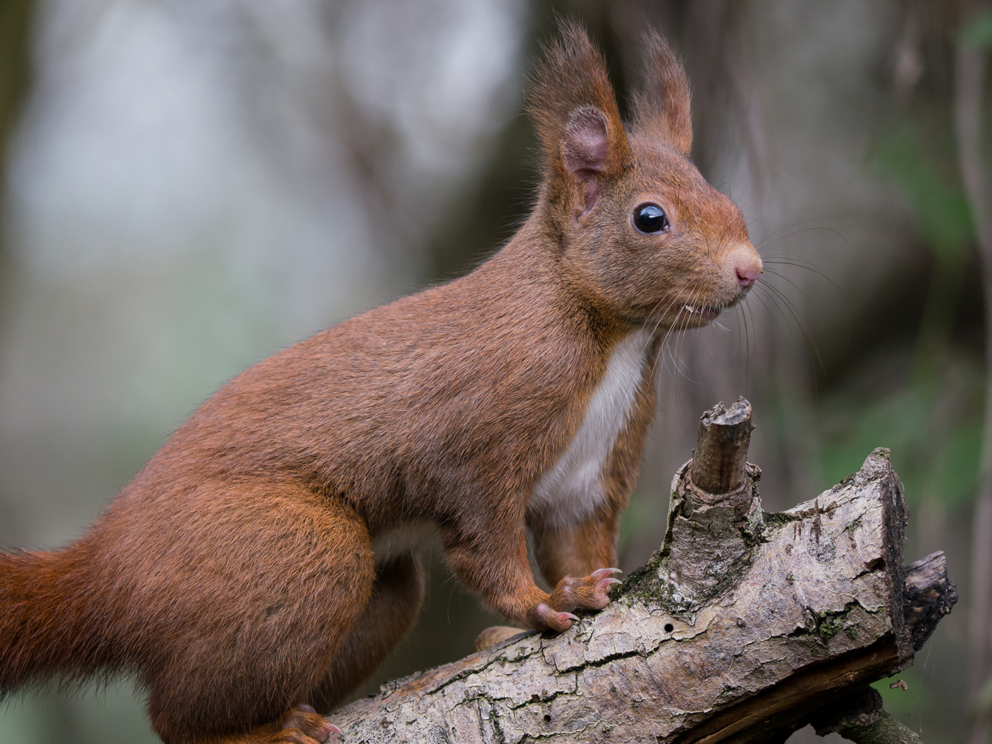 Col freddo tornano le orecchie a punta.