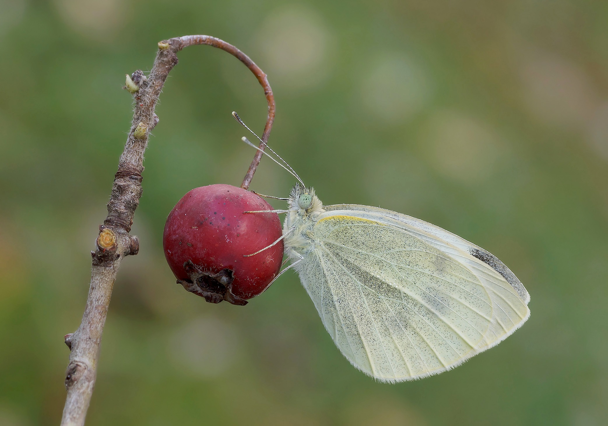 Pieris Brassicae...