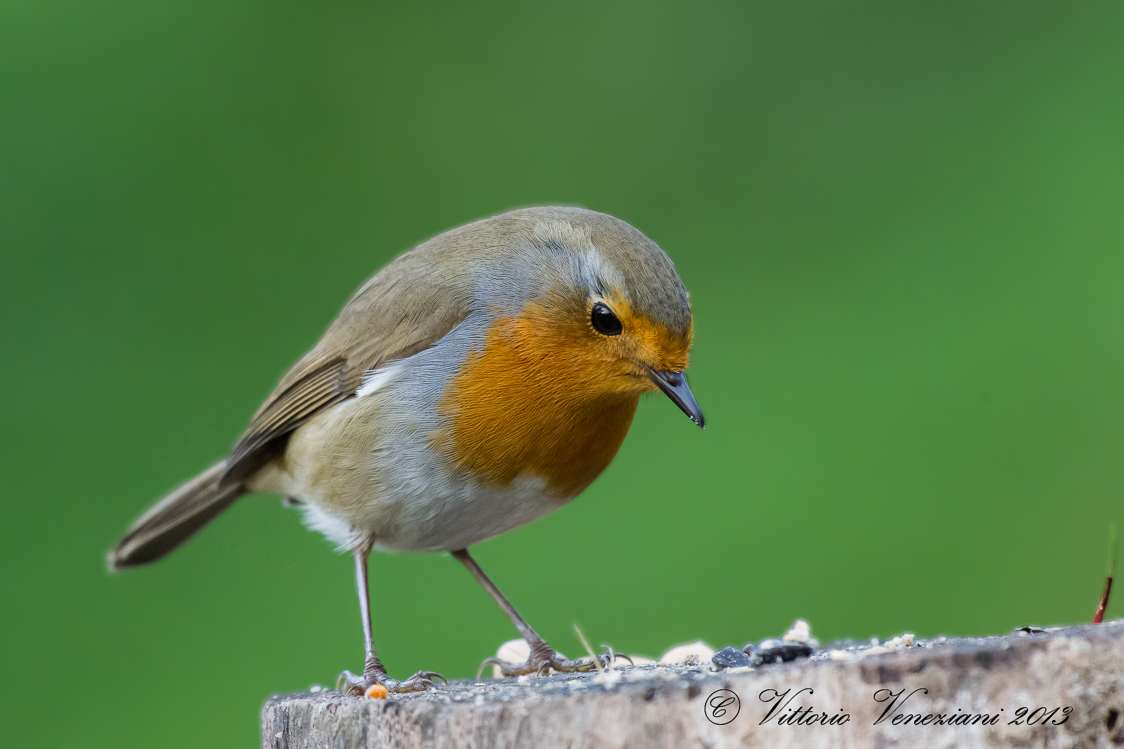 Il mio Petty pensieroso