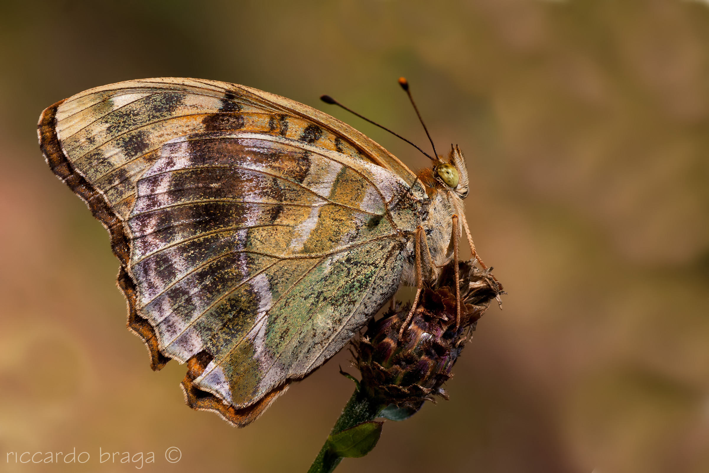 Argynnis pandora