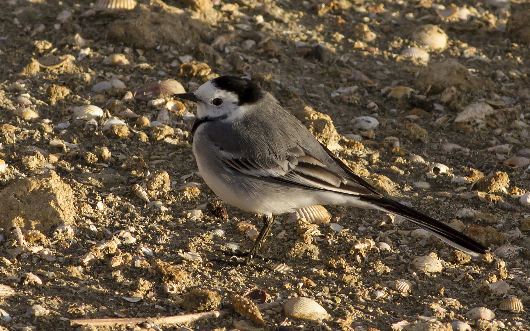 white wagtail