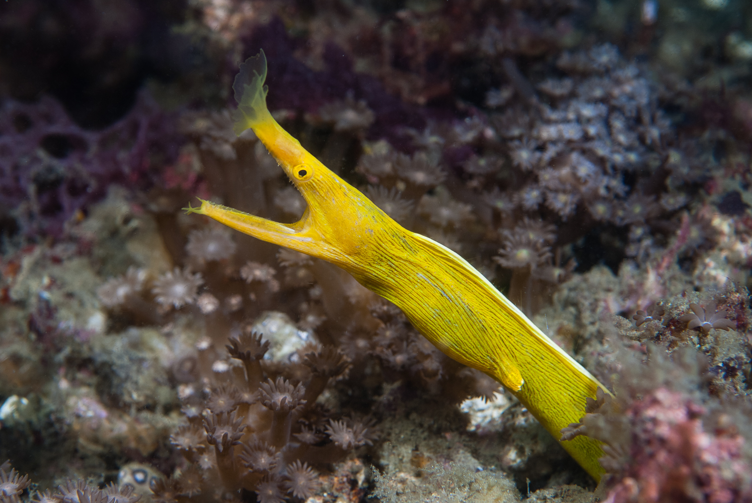 Rhinomuraena quaesita