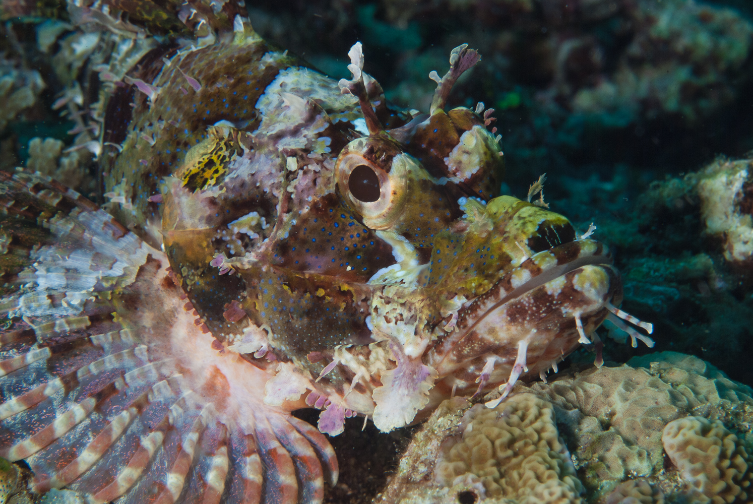 scorpaenopsis oxycephala