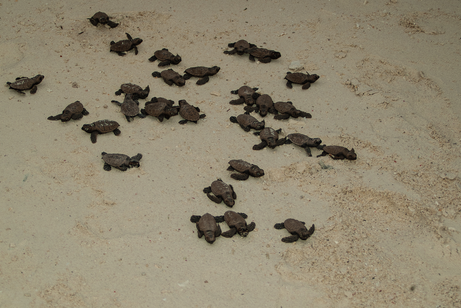 eretmochelys imbricata