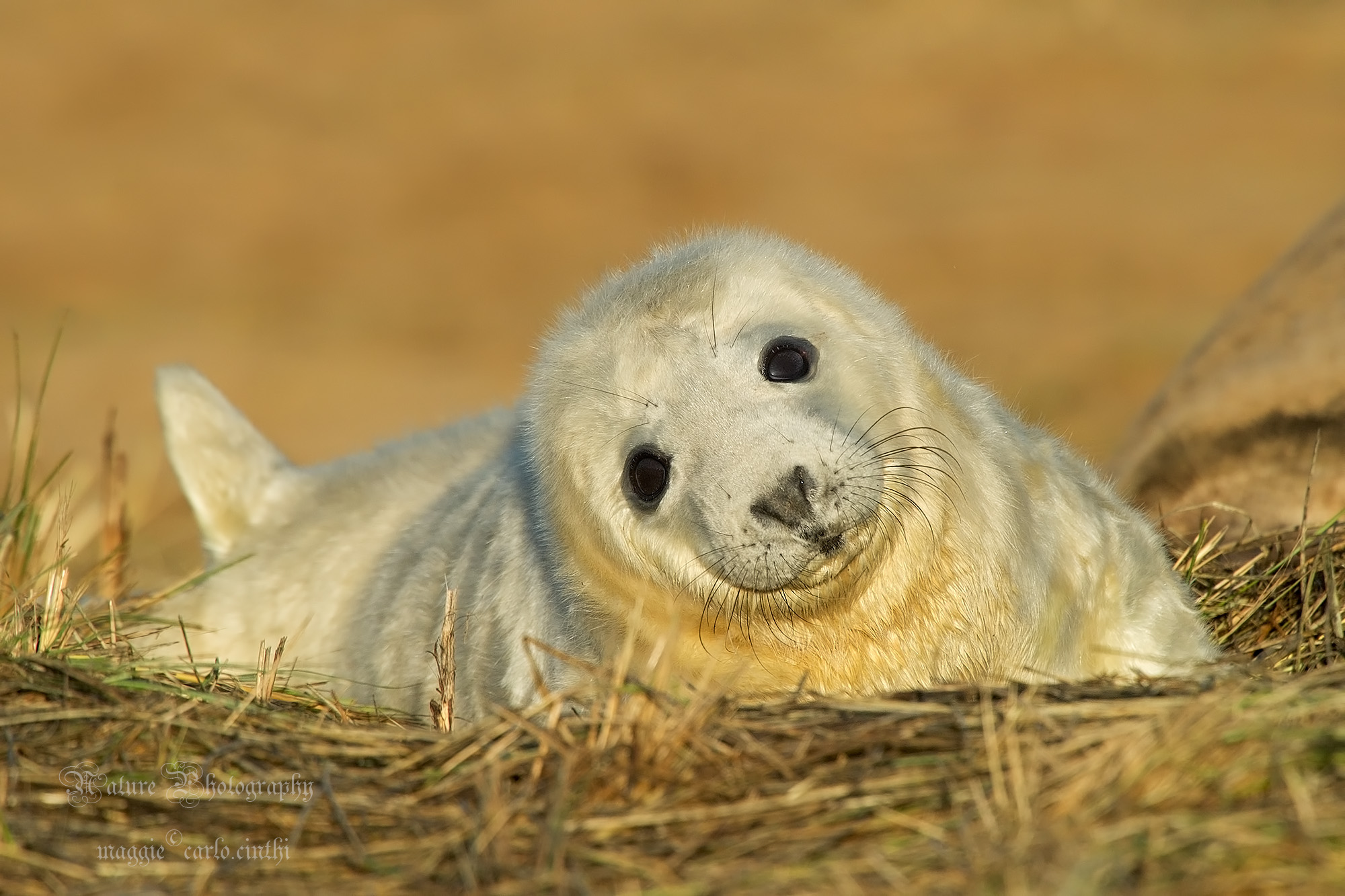 Piccolo di Foca grigia