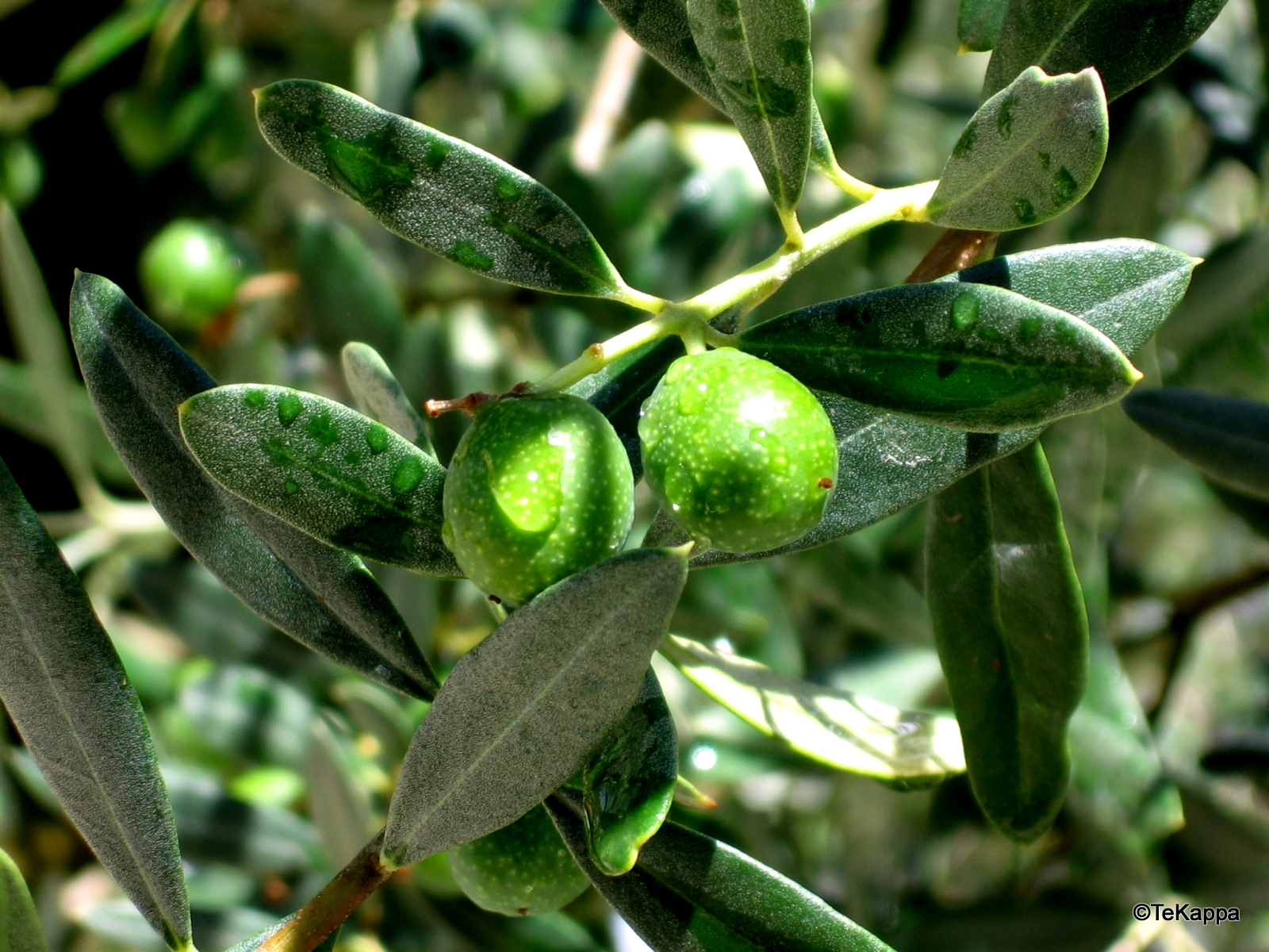 Olives