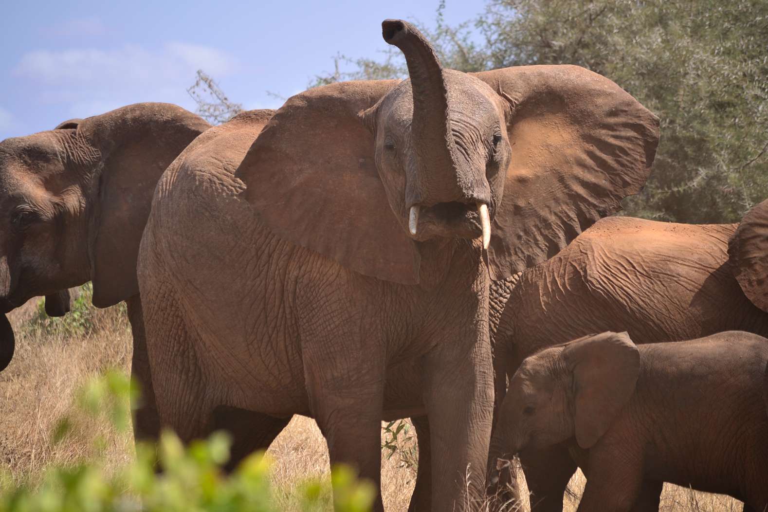 Saluto dell'elefante