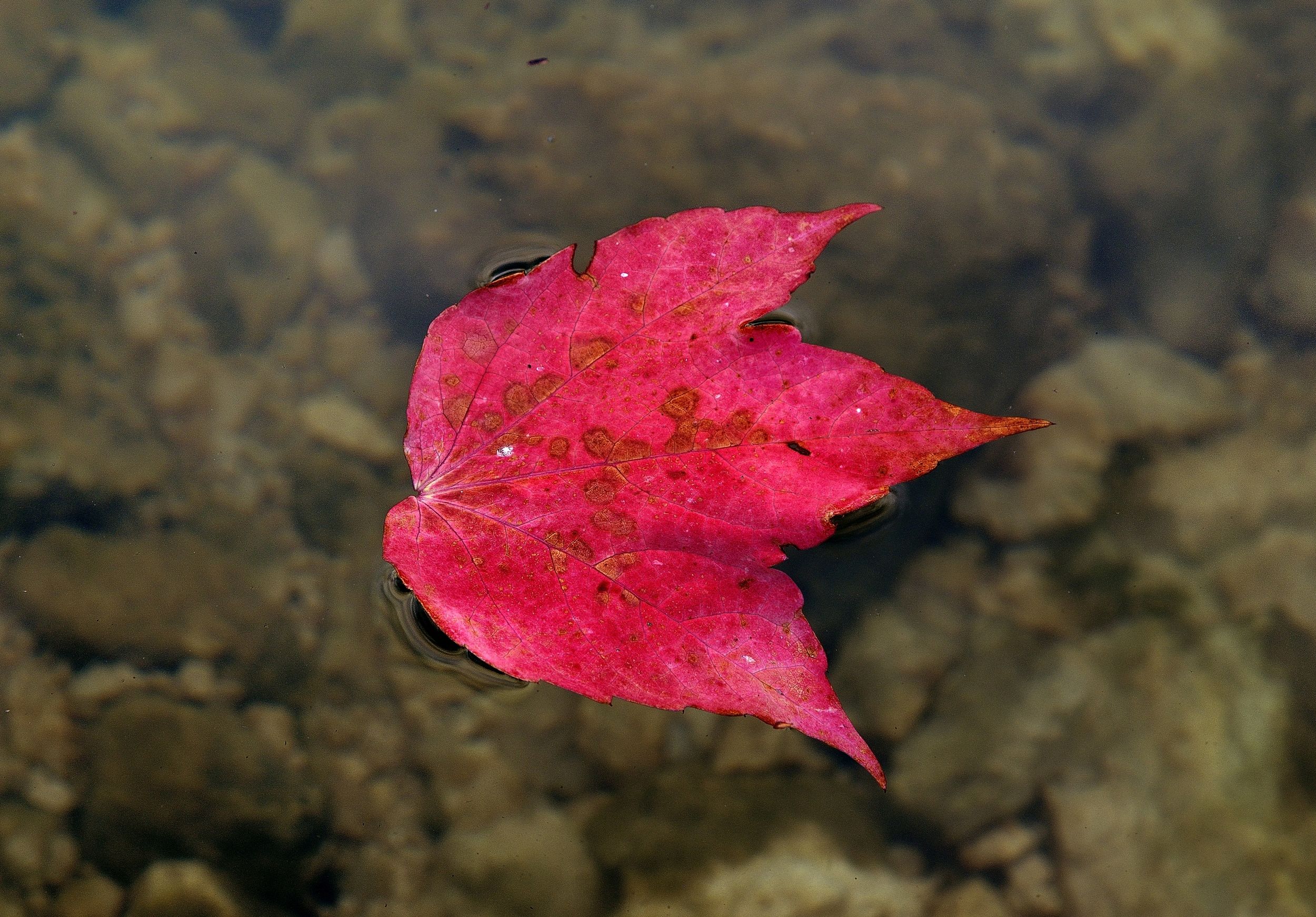 Lake Scanno-leaf
