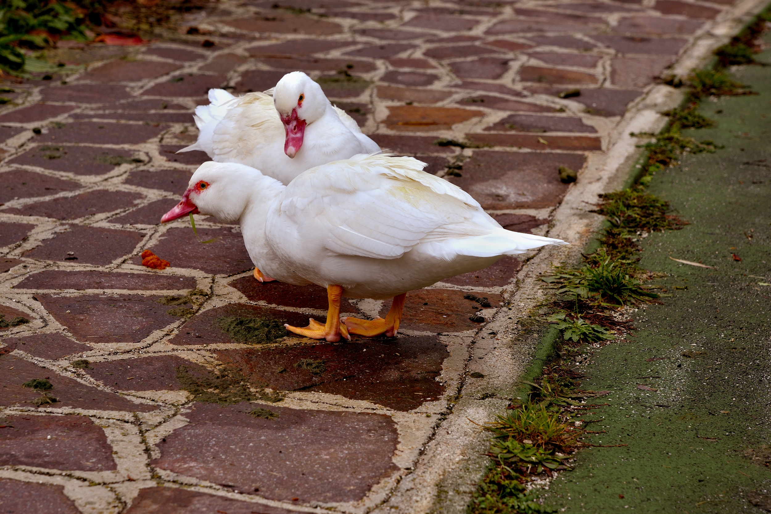 Lago di Scanno - un'alba uggiosa