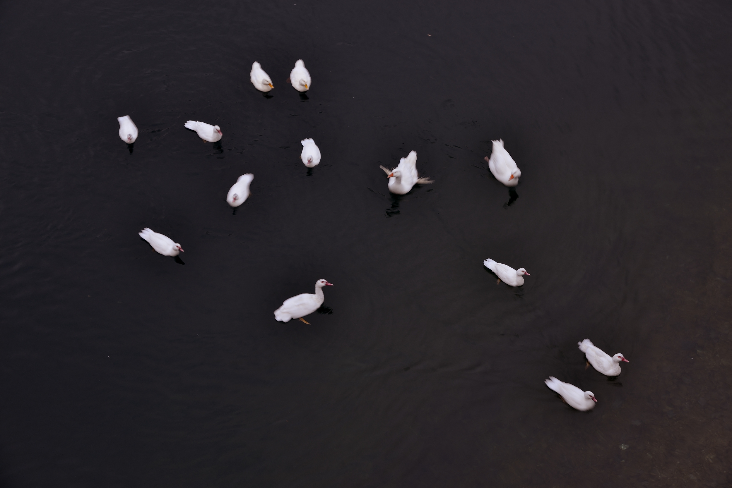 Lake Scanno - gloomy dawn