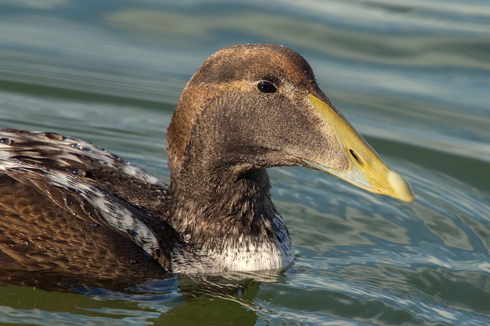 Eider portrait