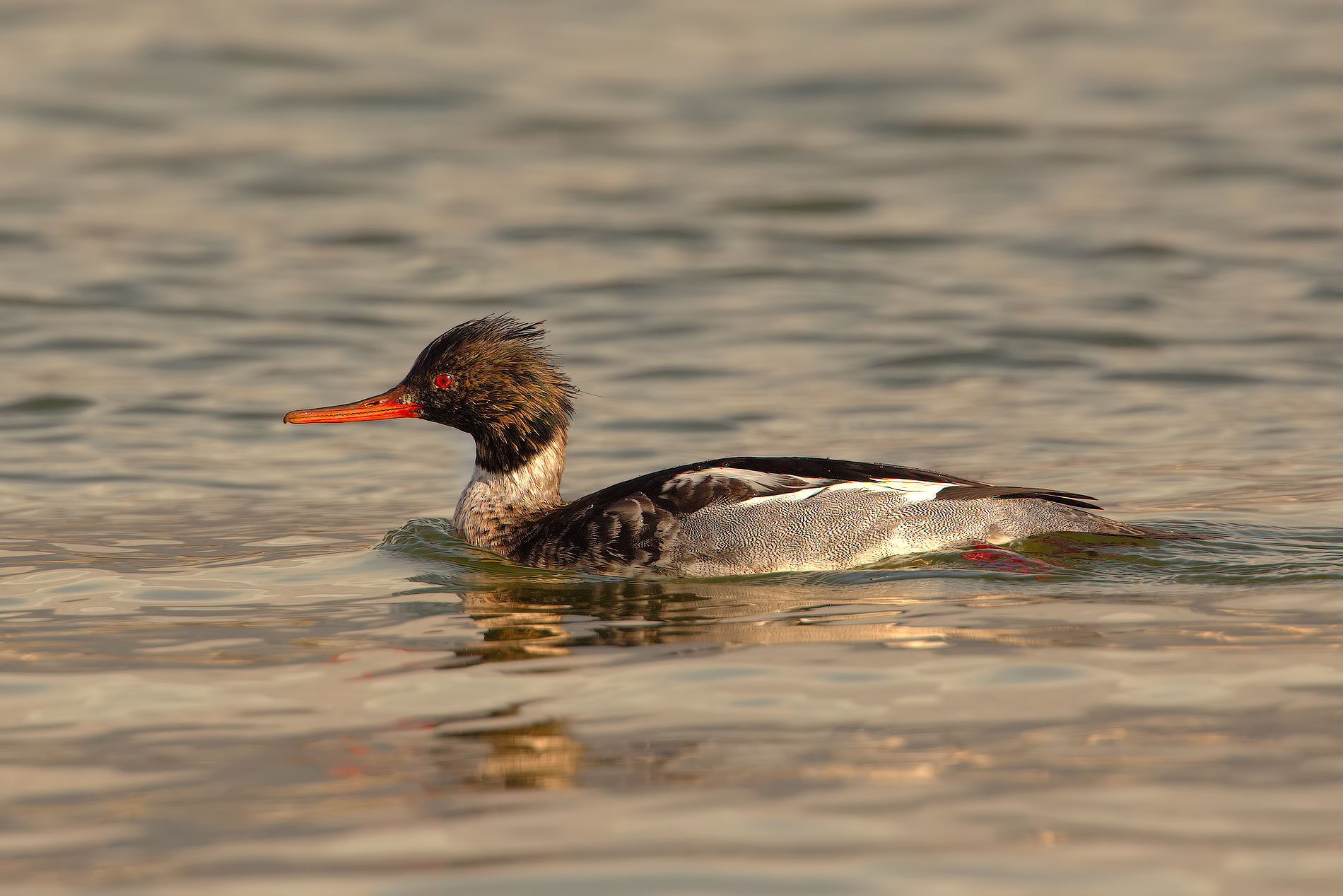 Merganser