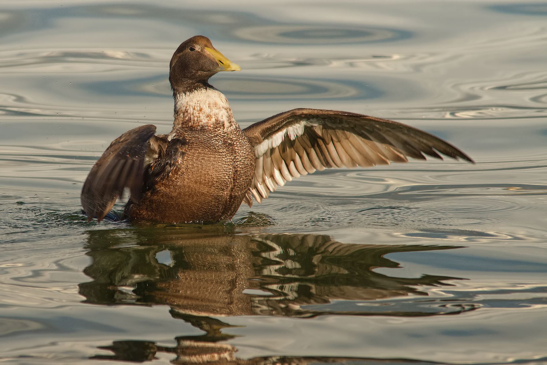 Eider # 2