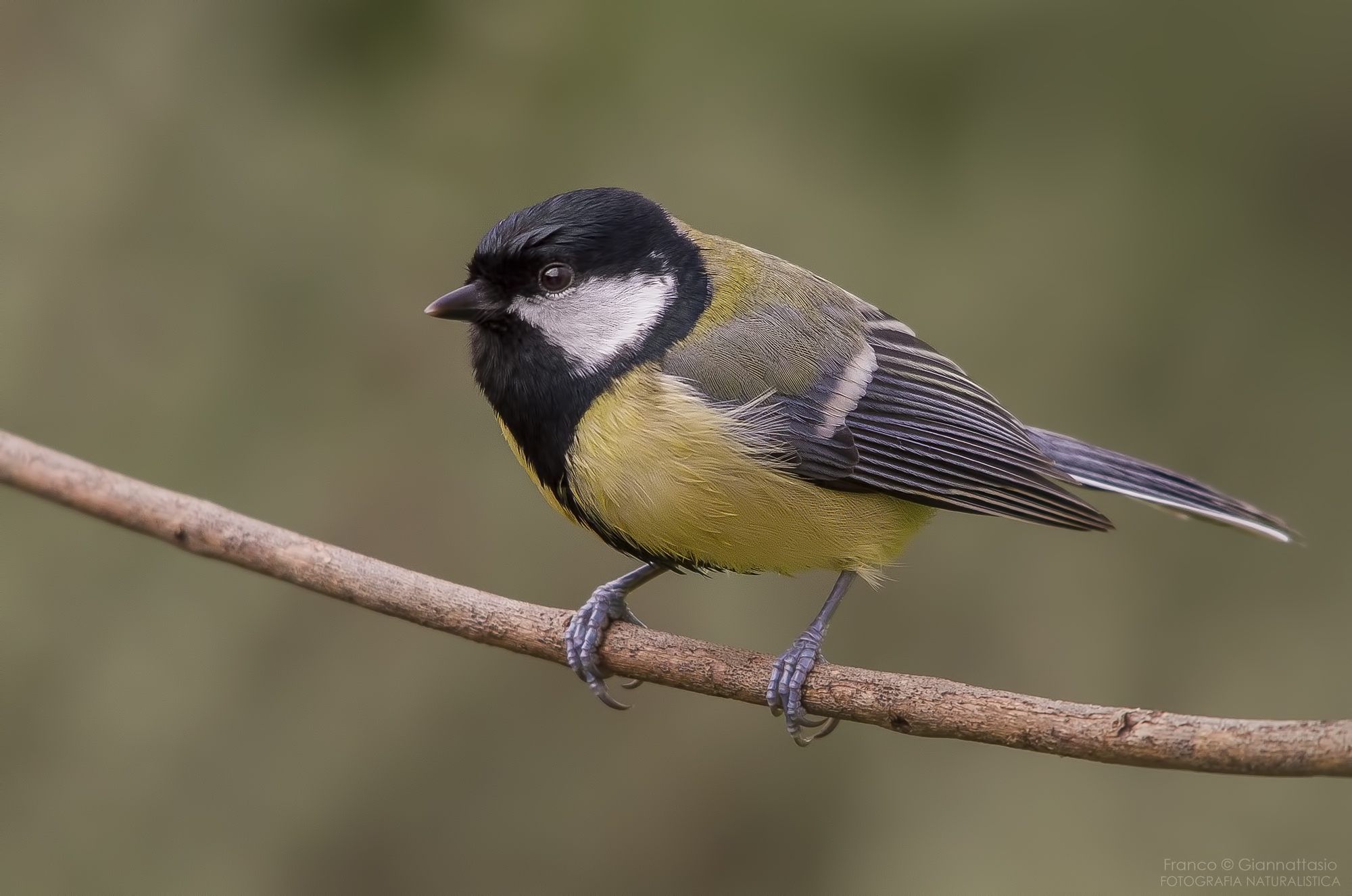Great Tit.