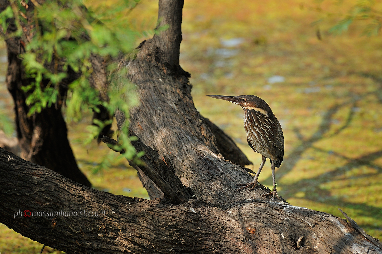 Black Bittern - Ixobrychus flavicollis