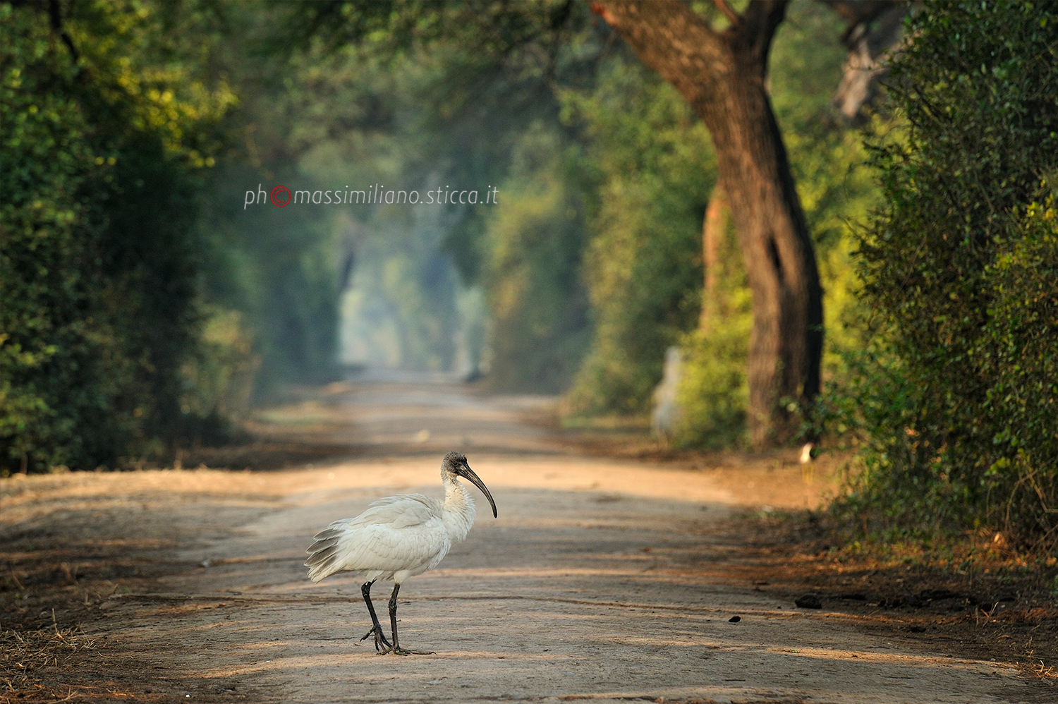 Black-headed Ibis - Threskiornis melanocephalus
