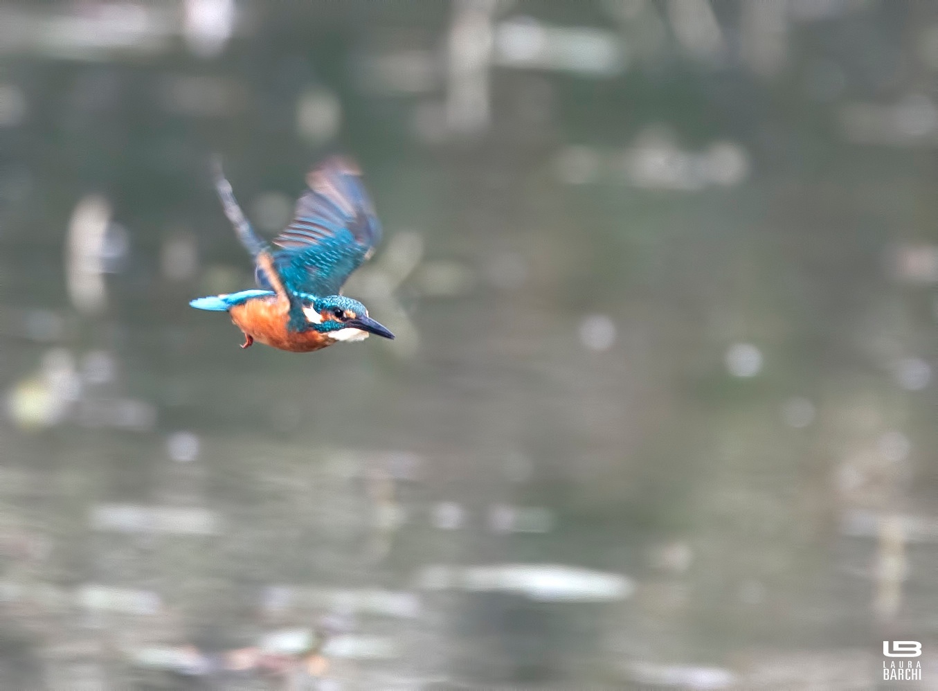 My first Martin in flight