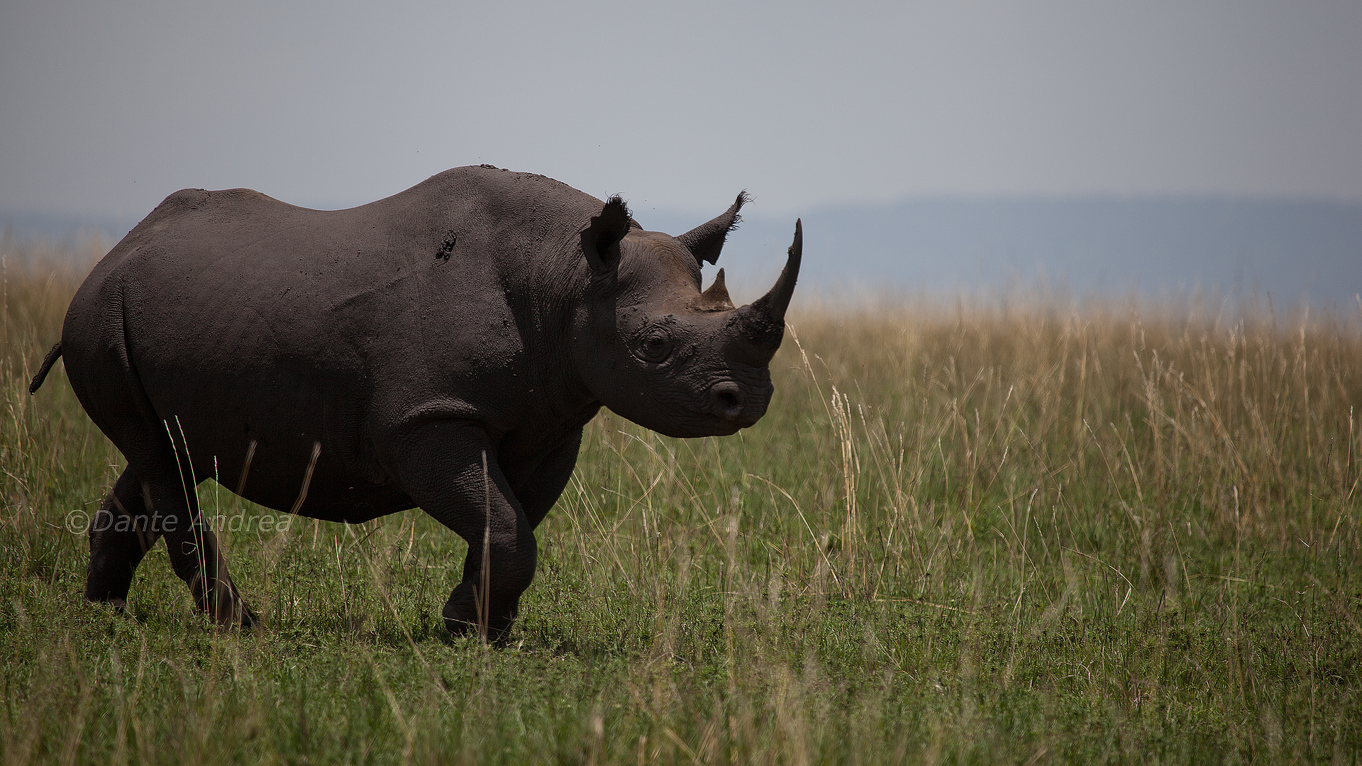 Il grande maschio nero