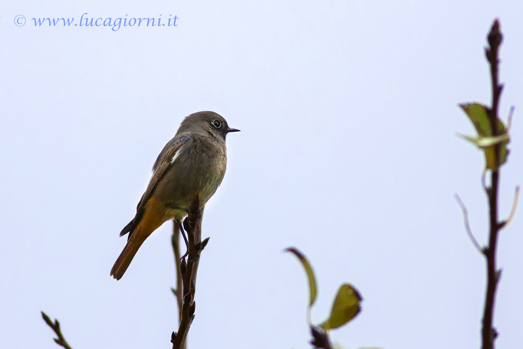 Only insole .........