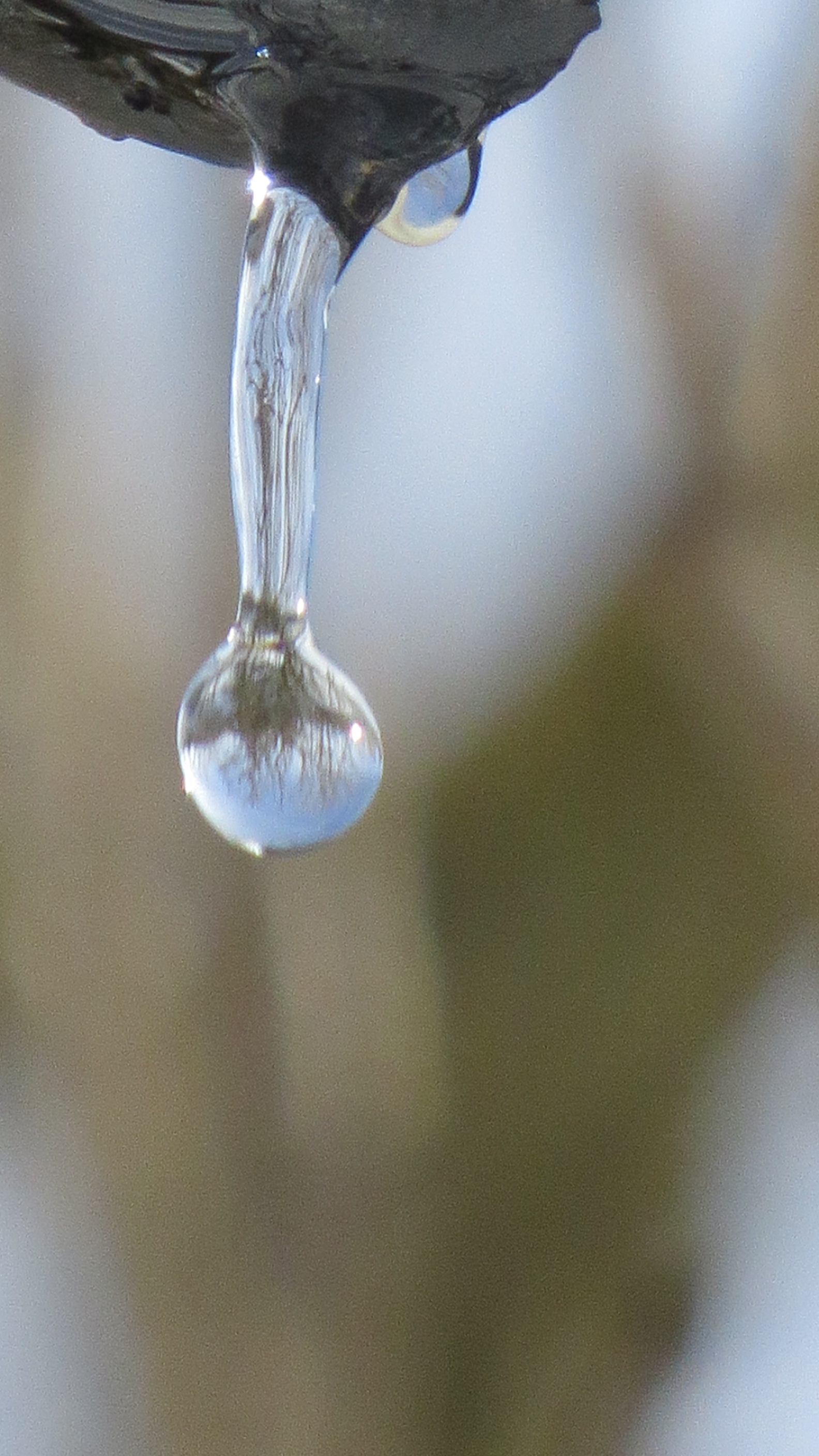 il mondo alla rovescia in una goccia