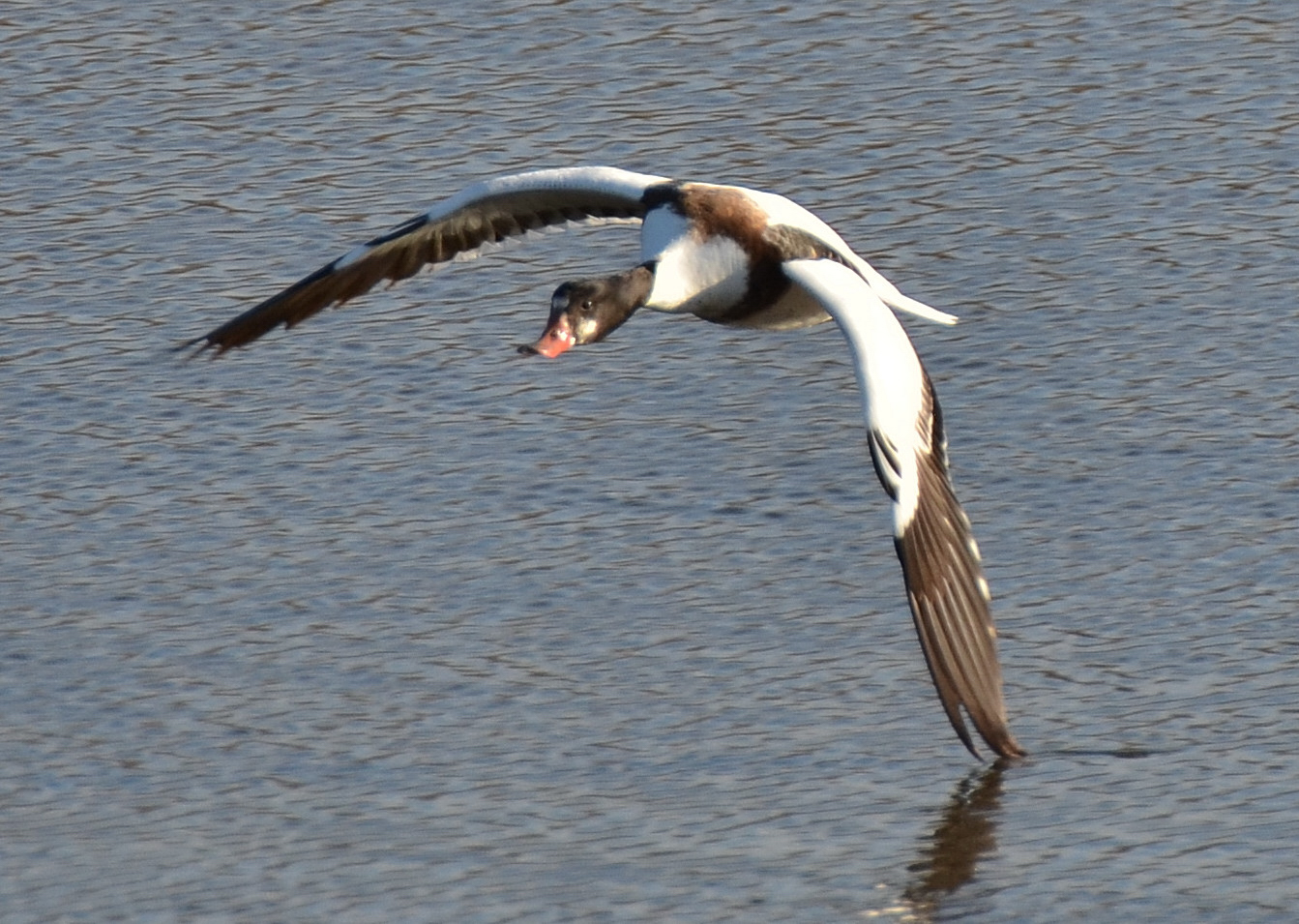 Shelduck
