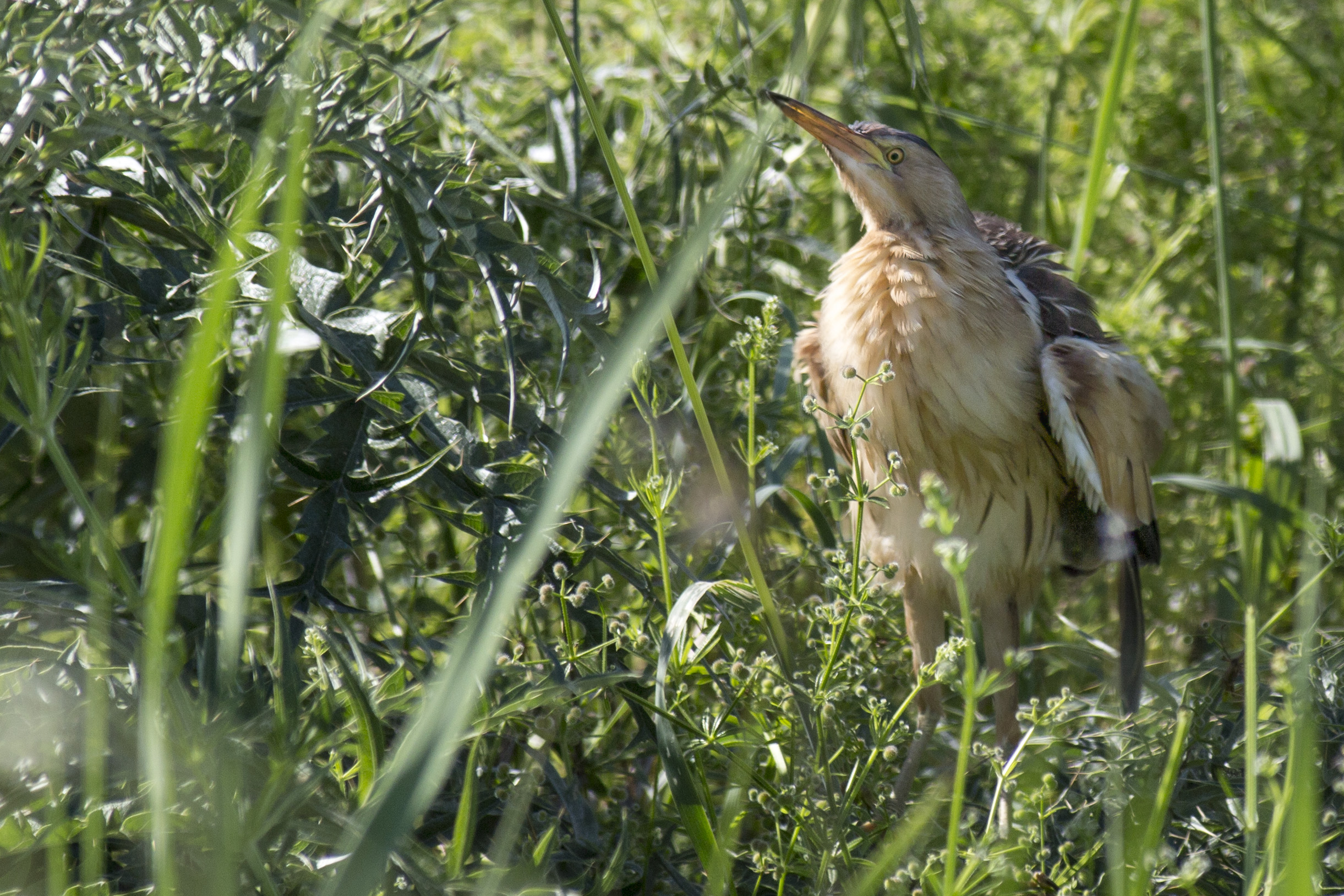 Little Bittern, caught thee!