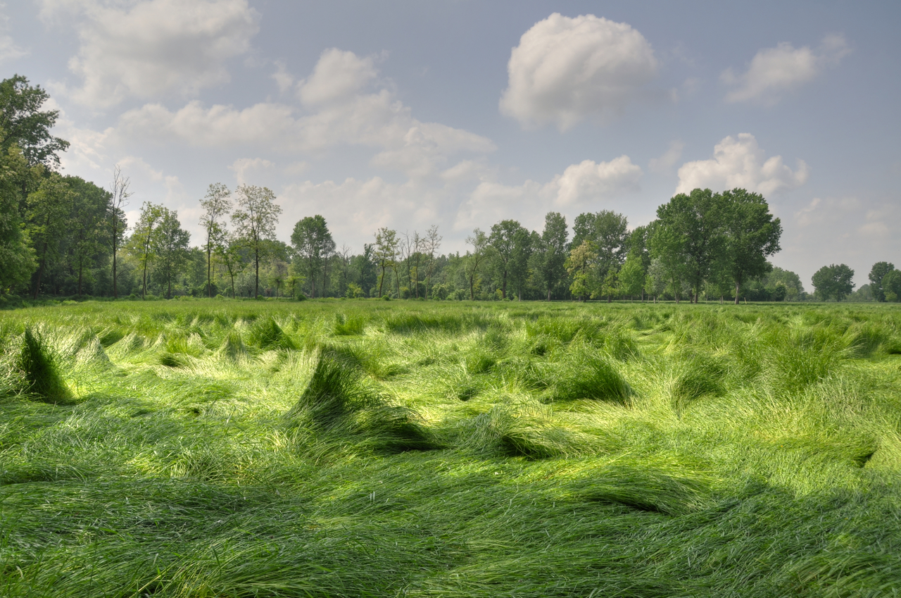 On the Grass Sea, the Po Valley, Cream