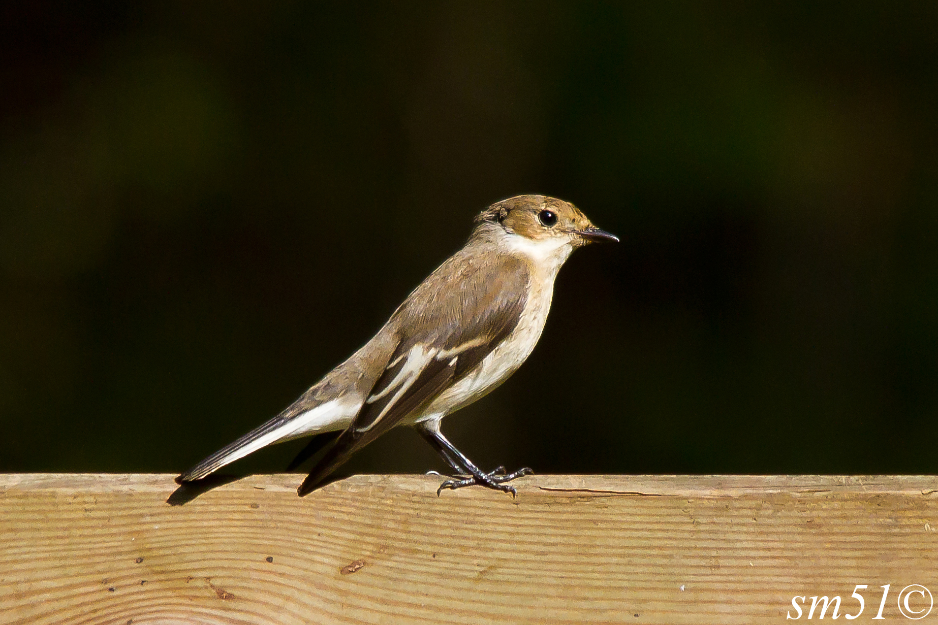 Flycatcher