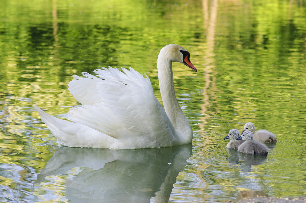Swan with chicks