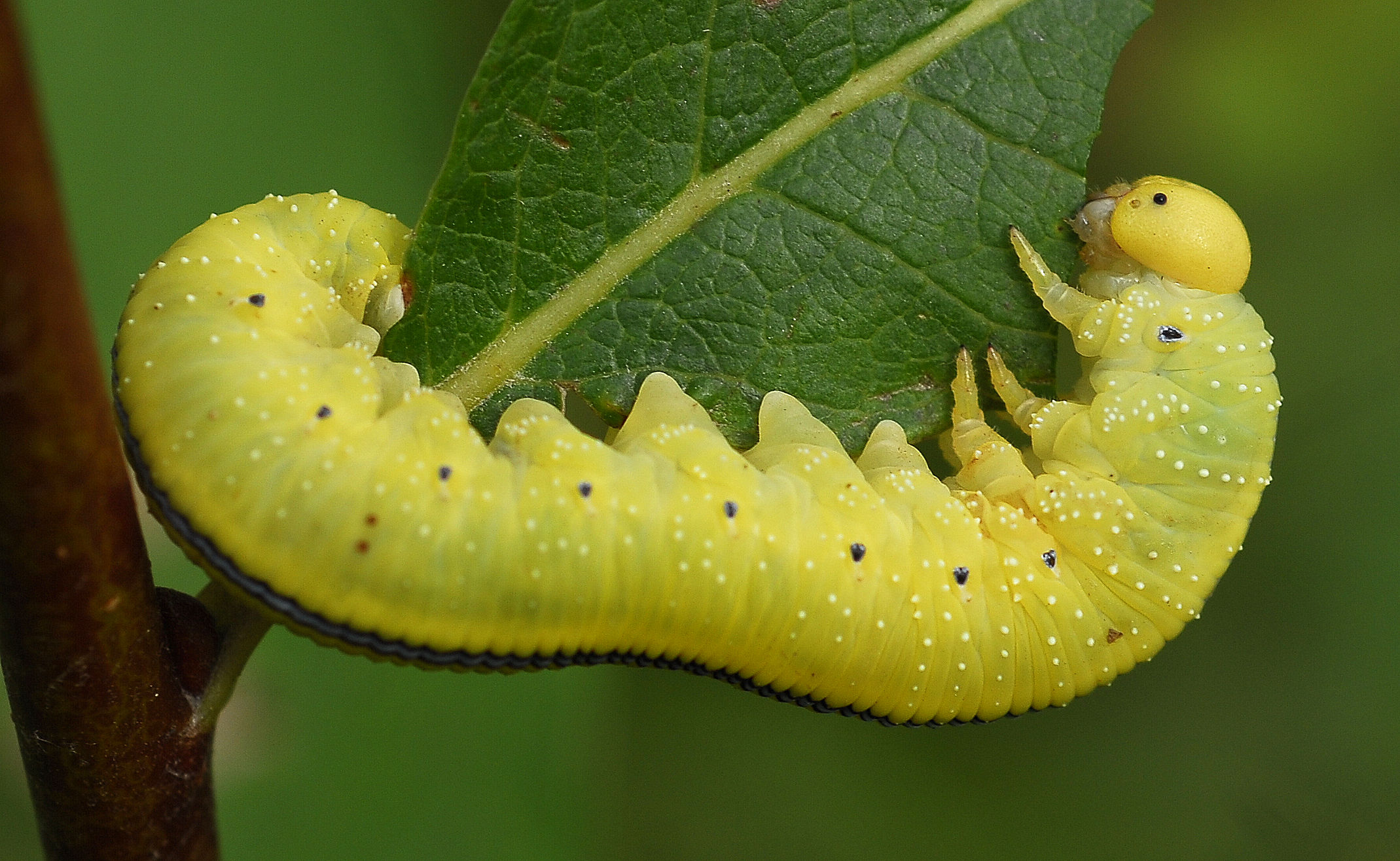 Cimbicid Sawfly Larva