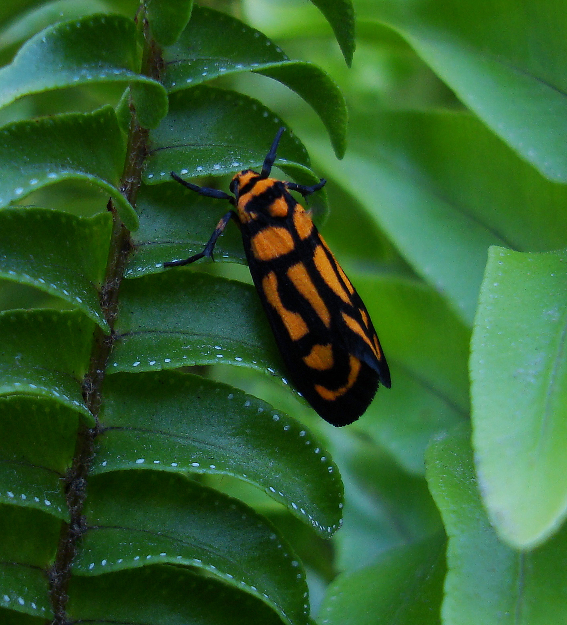 Striking Leptodopteran