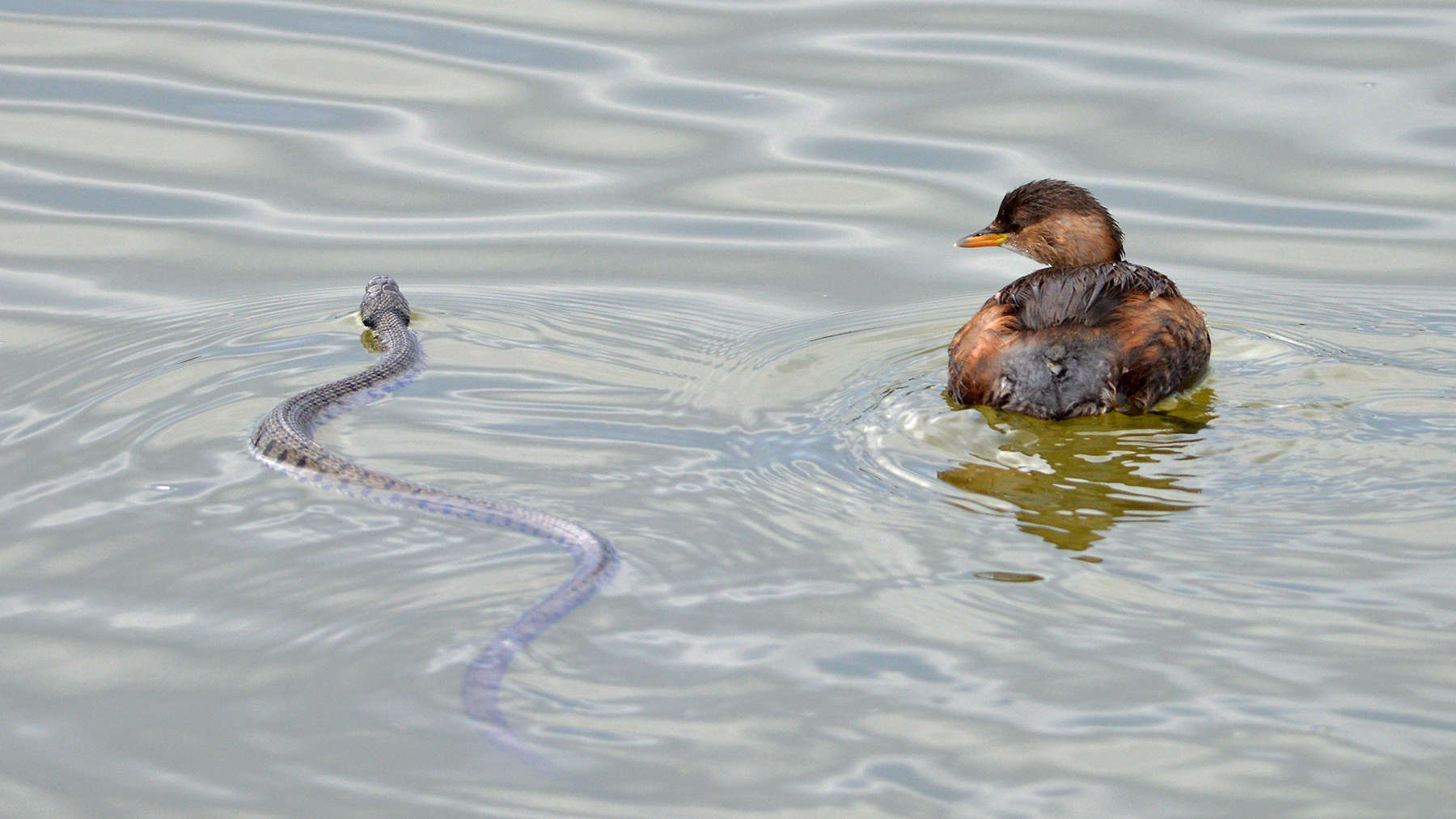 the odd couple! ordinator and curious little grebe