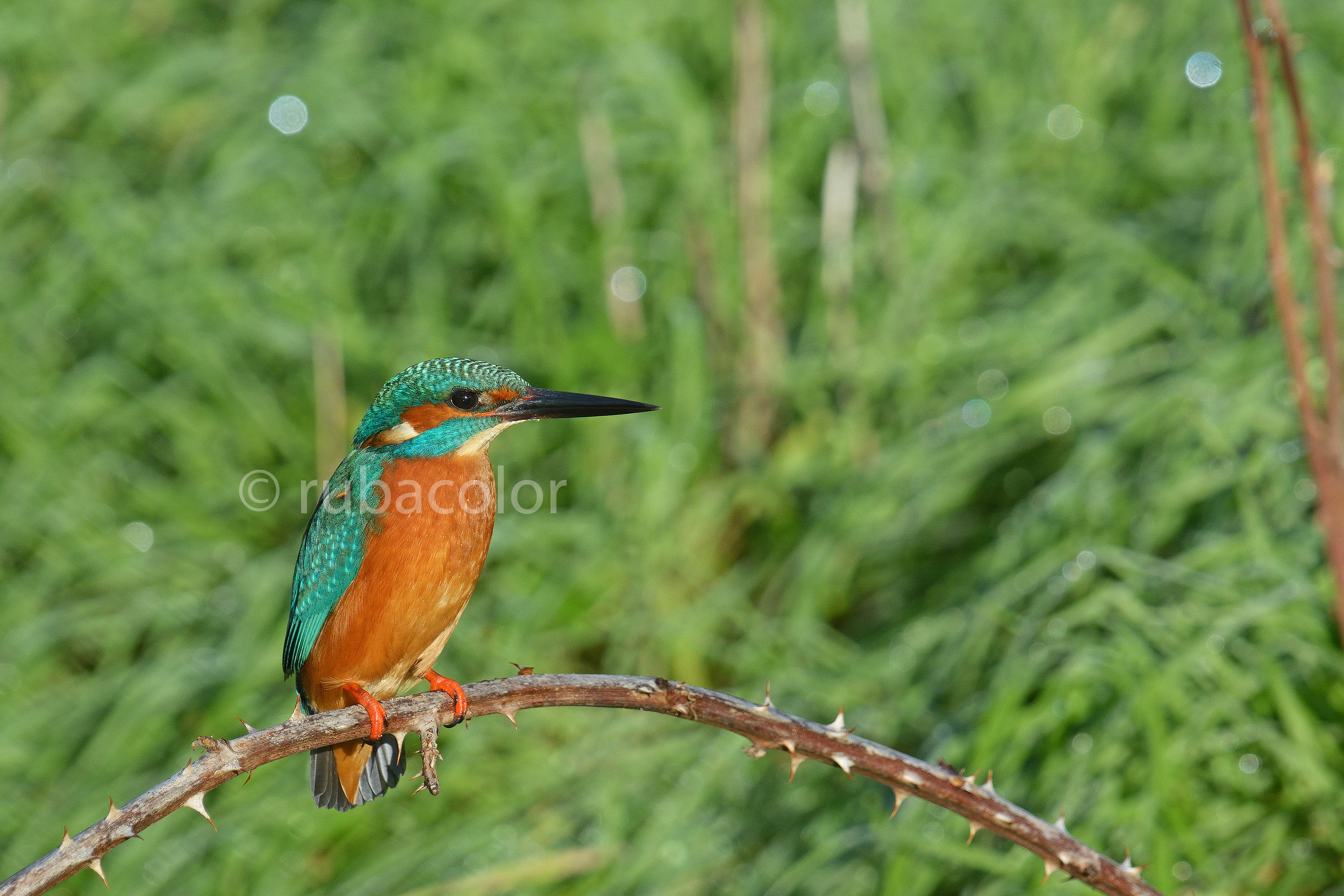 I present to Francis