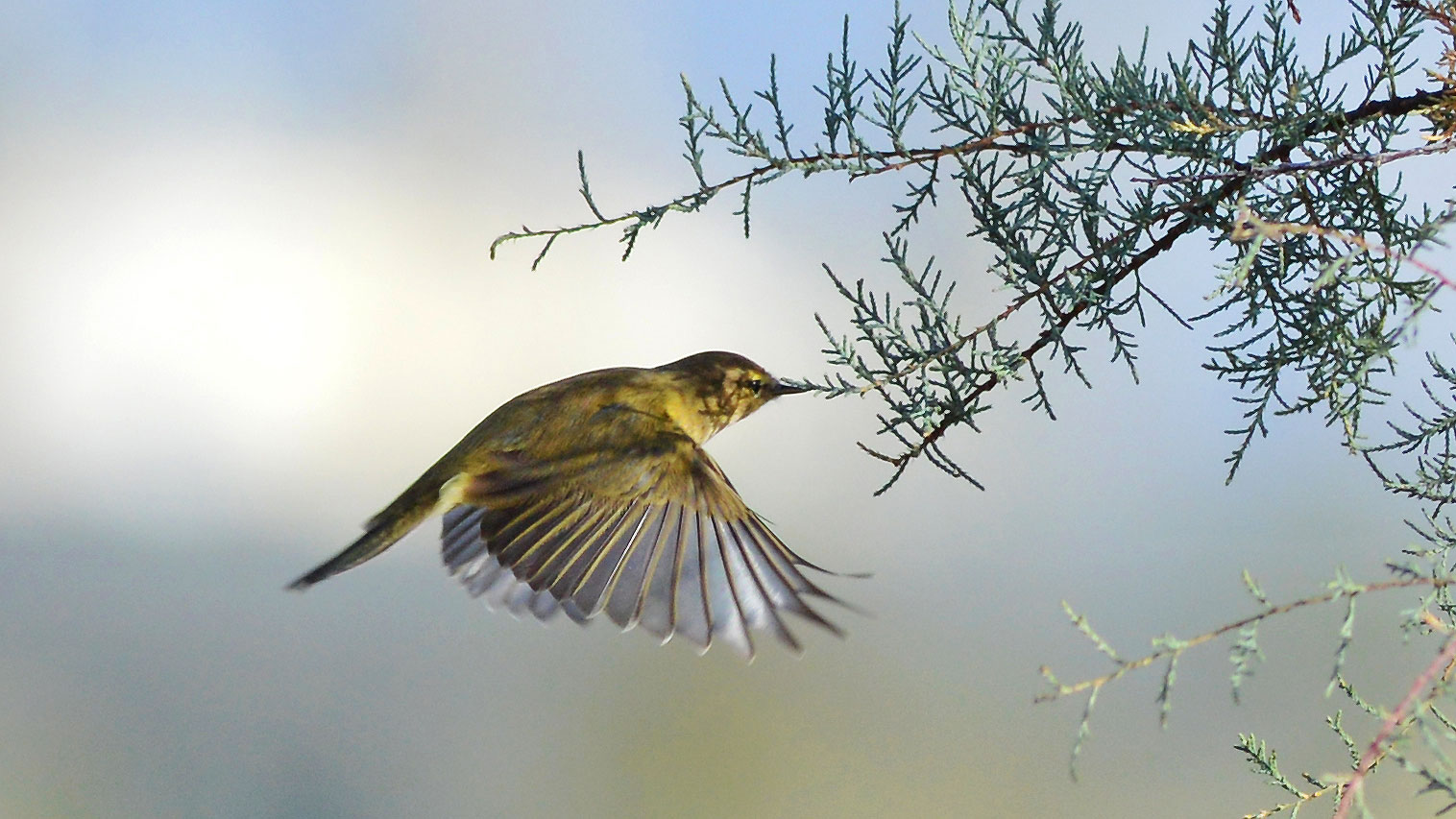 lui'piccolo mangia dalla tamerice come un colibrì