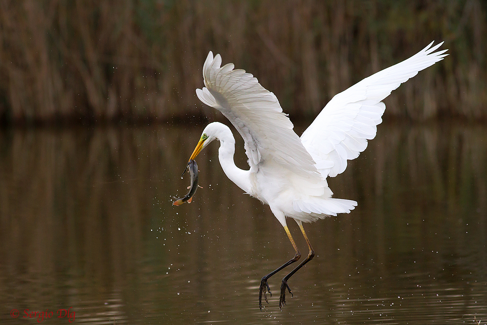 Great Egret