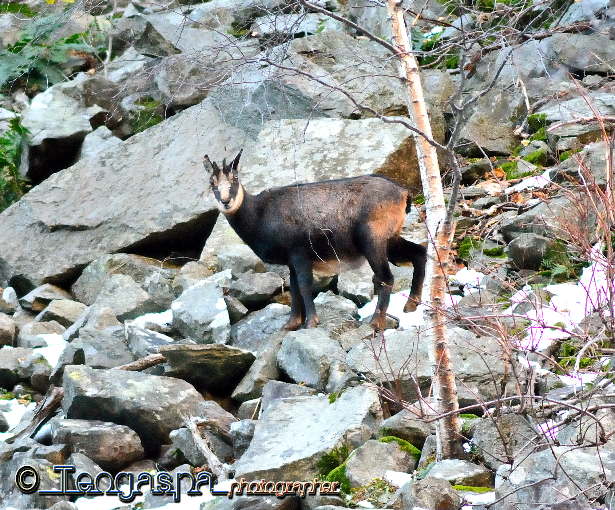 Suede border to Gondo