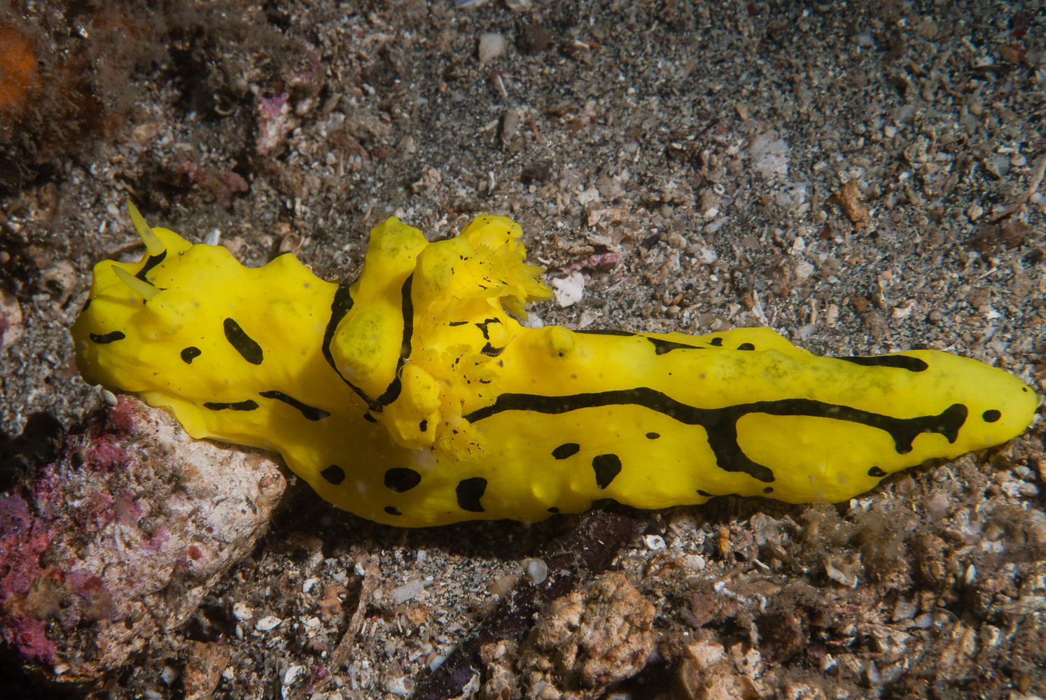 notodoris minor