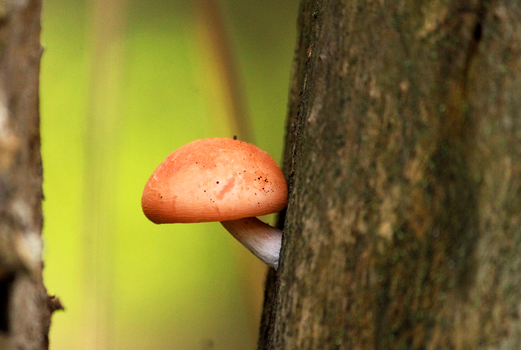 orange mushroom