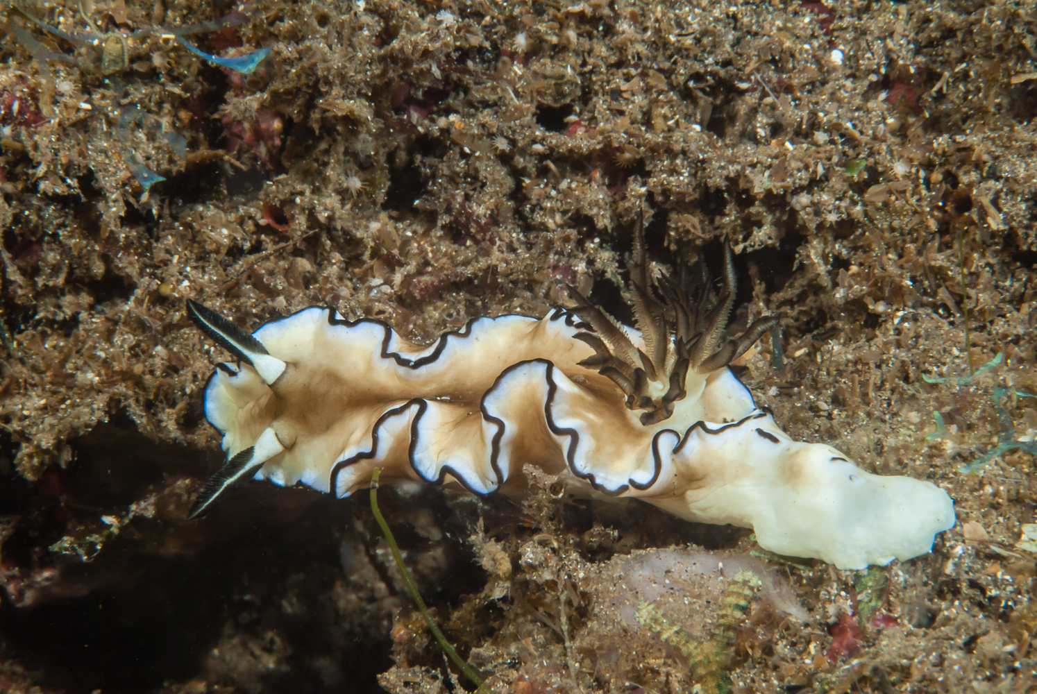 glossodoris atromarginata