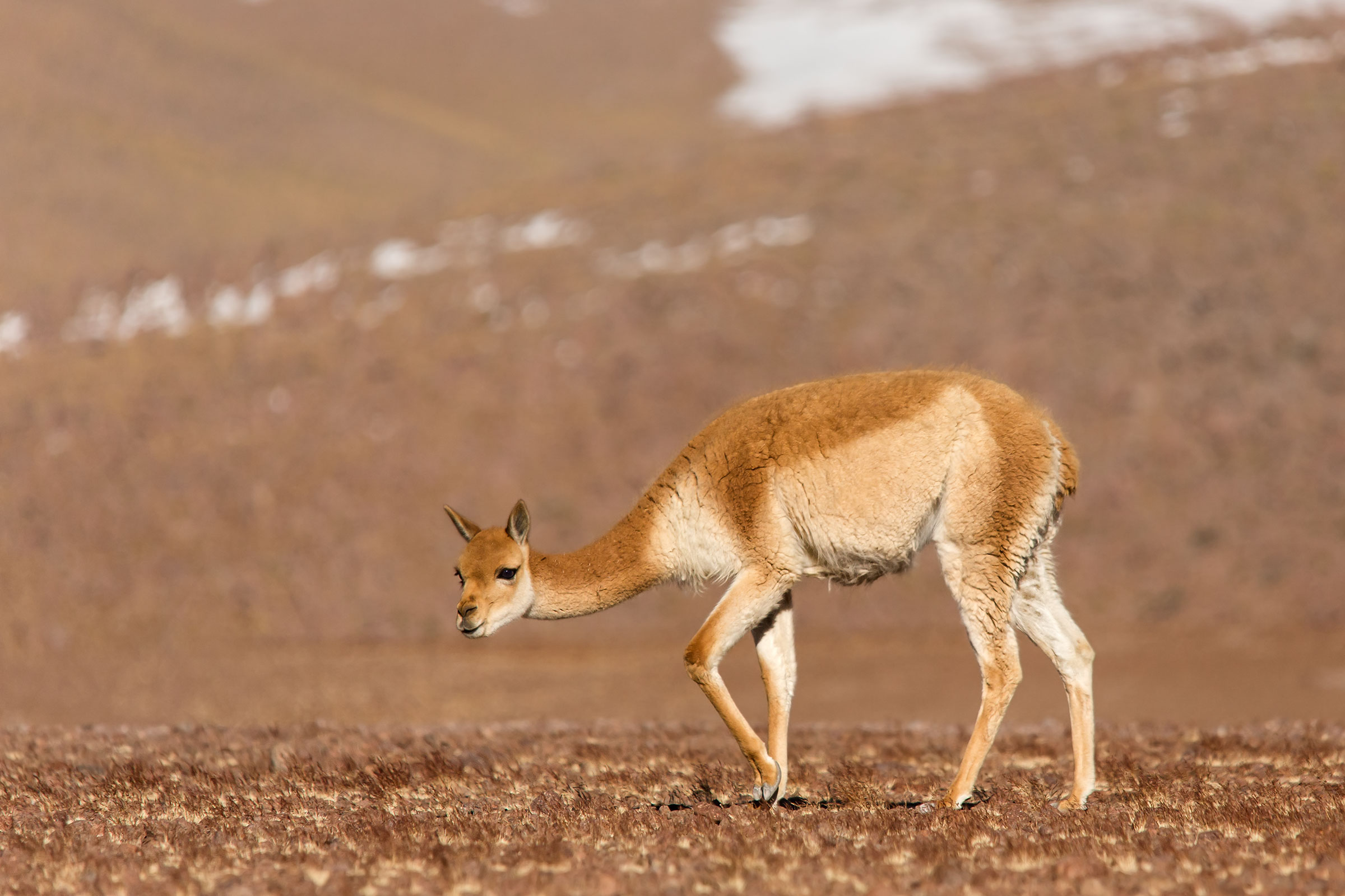 Vicuna Andina