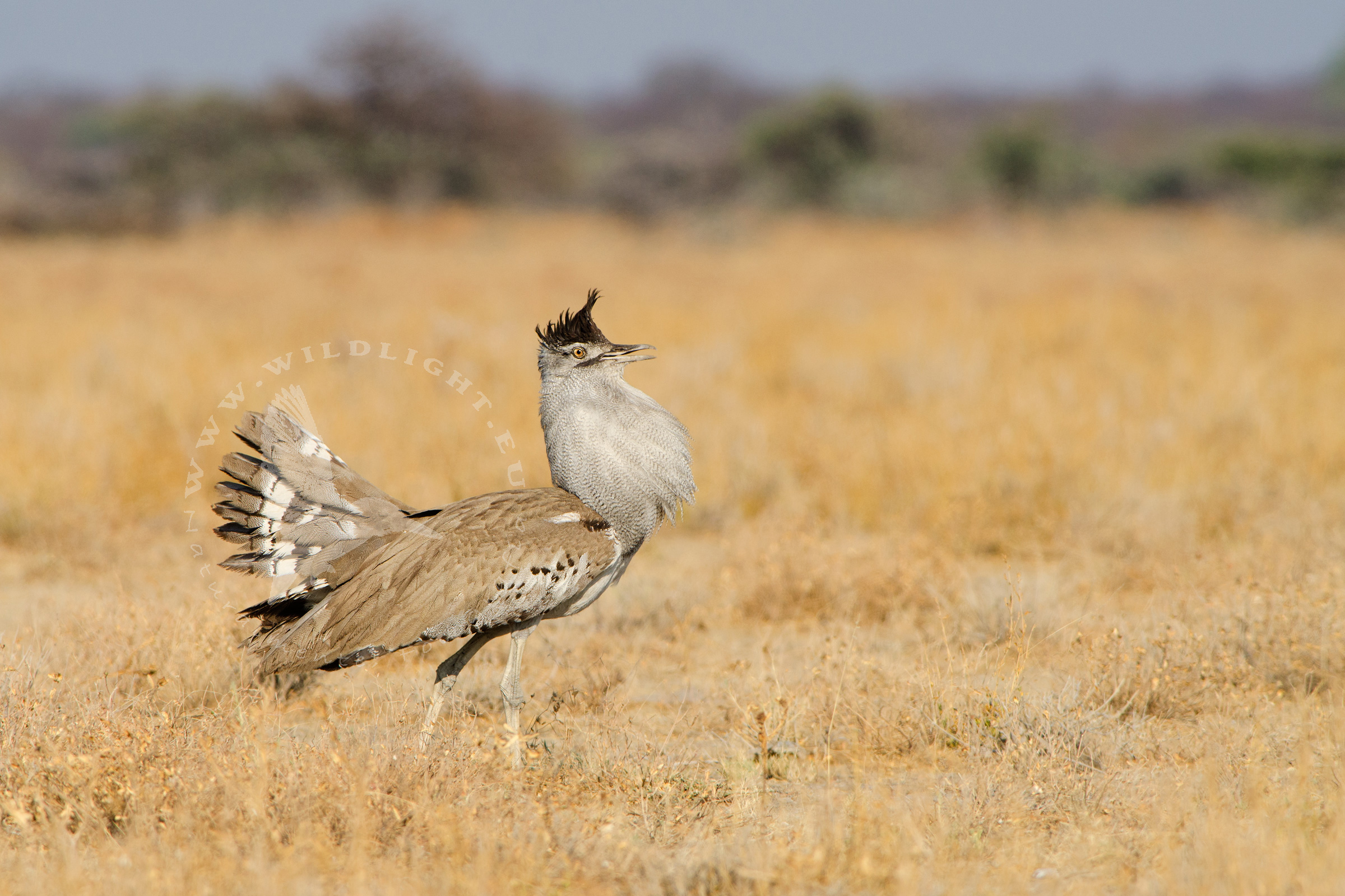 Kori Bustard on parade